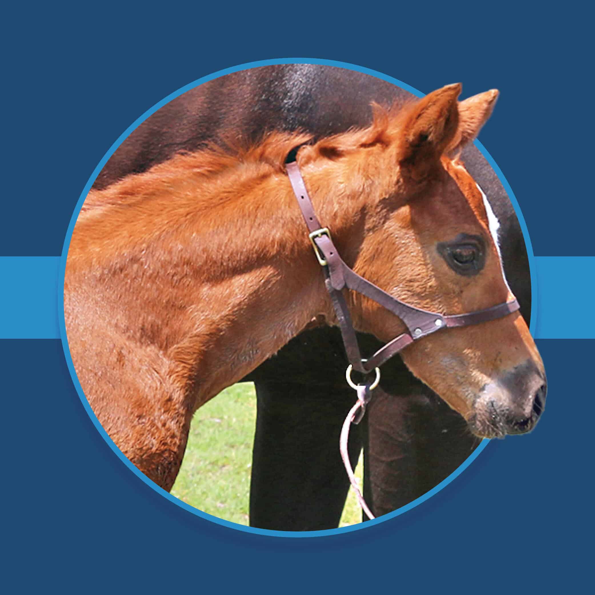 A dark blue square graphic that features the headshot of a Florida-bred Thoroughbred foal based on a circular frame outlined by light blue. The foal’s ears and muzzle overlap the circular frame, creating a 3d effect that is emphasized by shadowing underneath the circular frame. A light blue bar runs behind it in the middle of the square. (Photo by ©Tandra Downs)