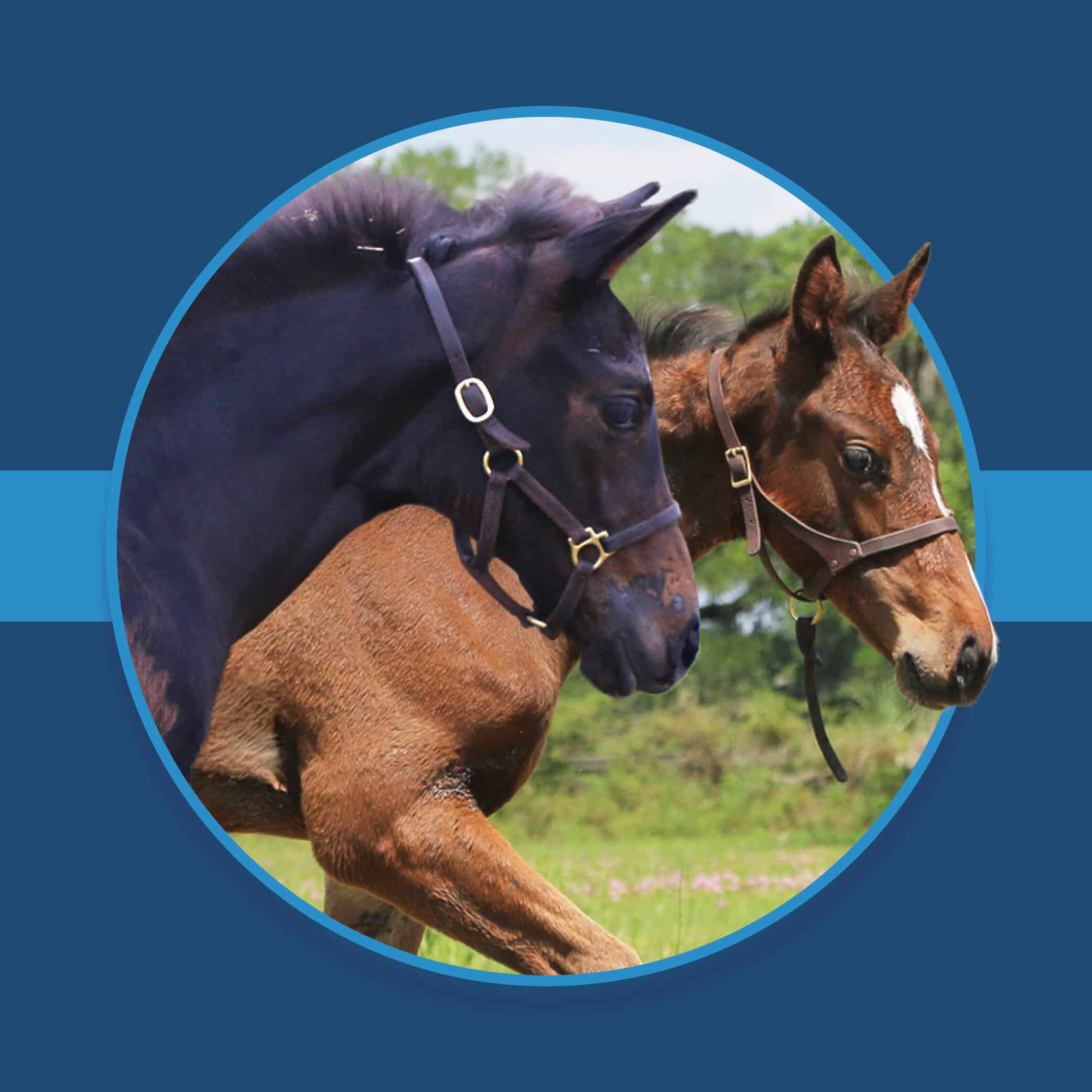 A dark blue square graphic that features headshots of two Florida-bred Thoroughbred foals based on a circular frame outlined by light blue. The foals both face right, and the second foal’s ears and muzzle overlap the circular frame, creating a 3d effect that is emphasized by shadowing underneath the circular frame. A light blue bar runs behind it in the middle of the square. (Photo by ©Tandra Downs)