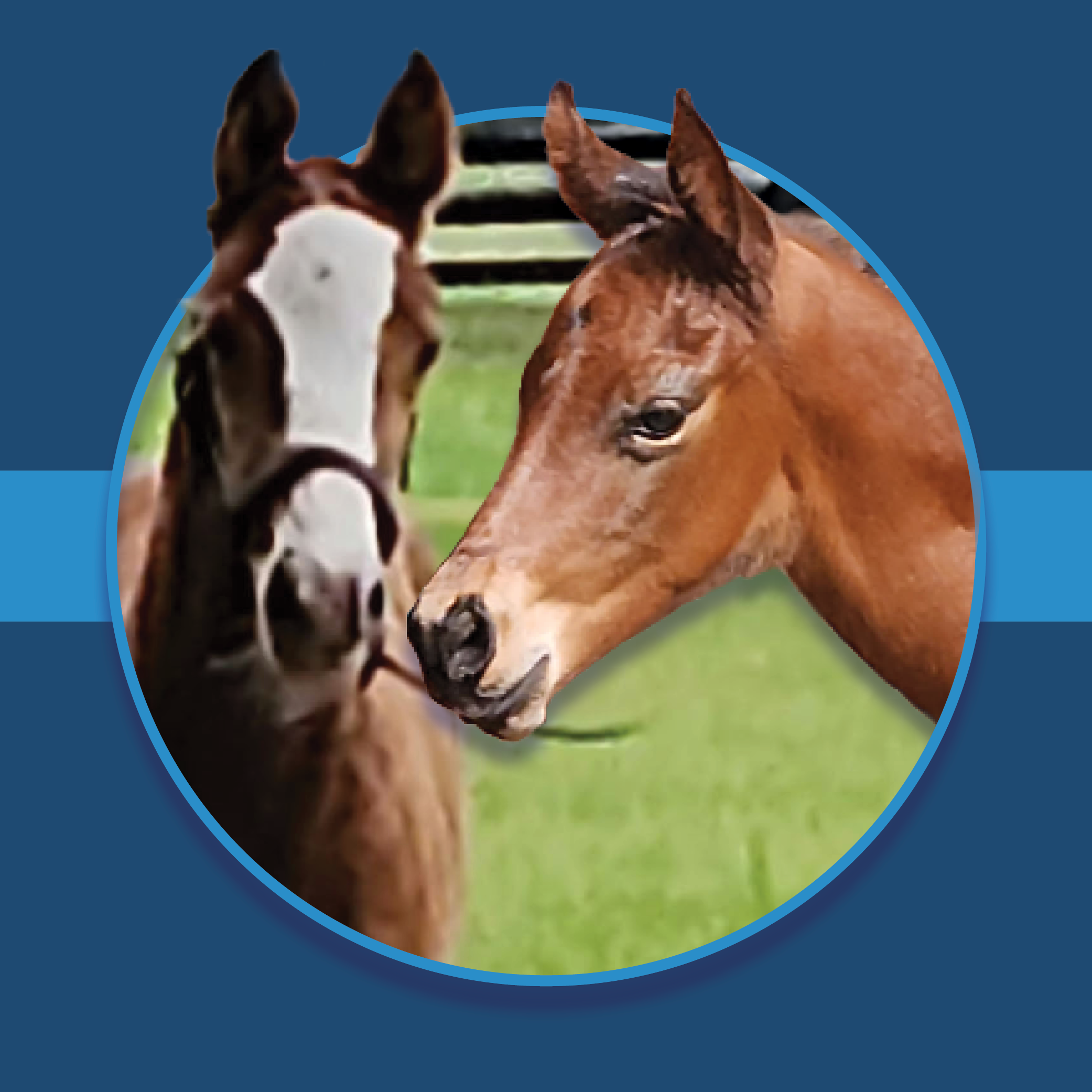 A dark blue square graphic that features a headshot of two Florida-bred foals. The foals’ photos are based on a circular frame outlined by light blue, and the left foal’s ears overlap the edge of the frame while looking towards the camera, and the right foal’s ears also overlap the frame, though their face is in profile. The overlap of the foals’ faces creates a 3d effect that is emphasized by shadowing underneath the their face and the circular frame. A light blue bar runs behind it in the middle of the square. (Foal photos by Gina Tellier)