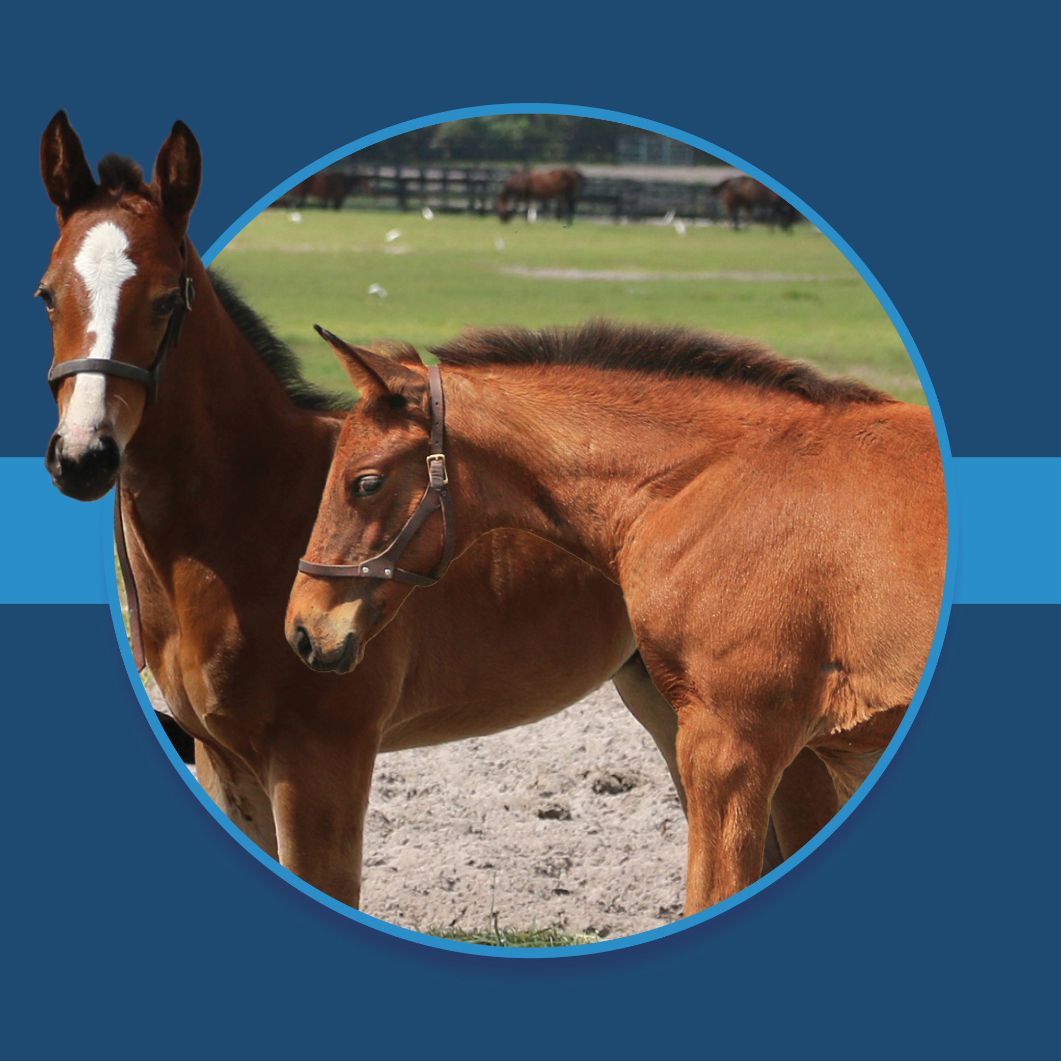 A dark blue square graphic that features two Florida-bred foals based on a circular frame outlined by light blue. The foal on the left’s face overlaps the edge of the frame, creating a 3d effect that is emphasized by shadowing underneath the circular frame. A light blue bar runs behind it in the middle of the square. Photos of the foals are by ©Tandra Downs.