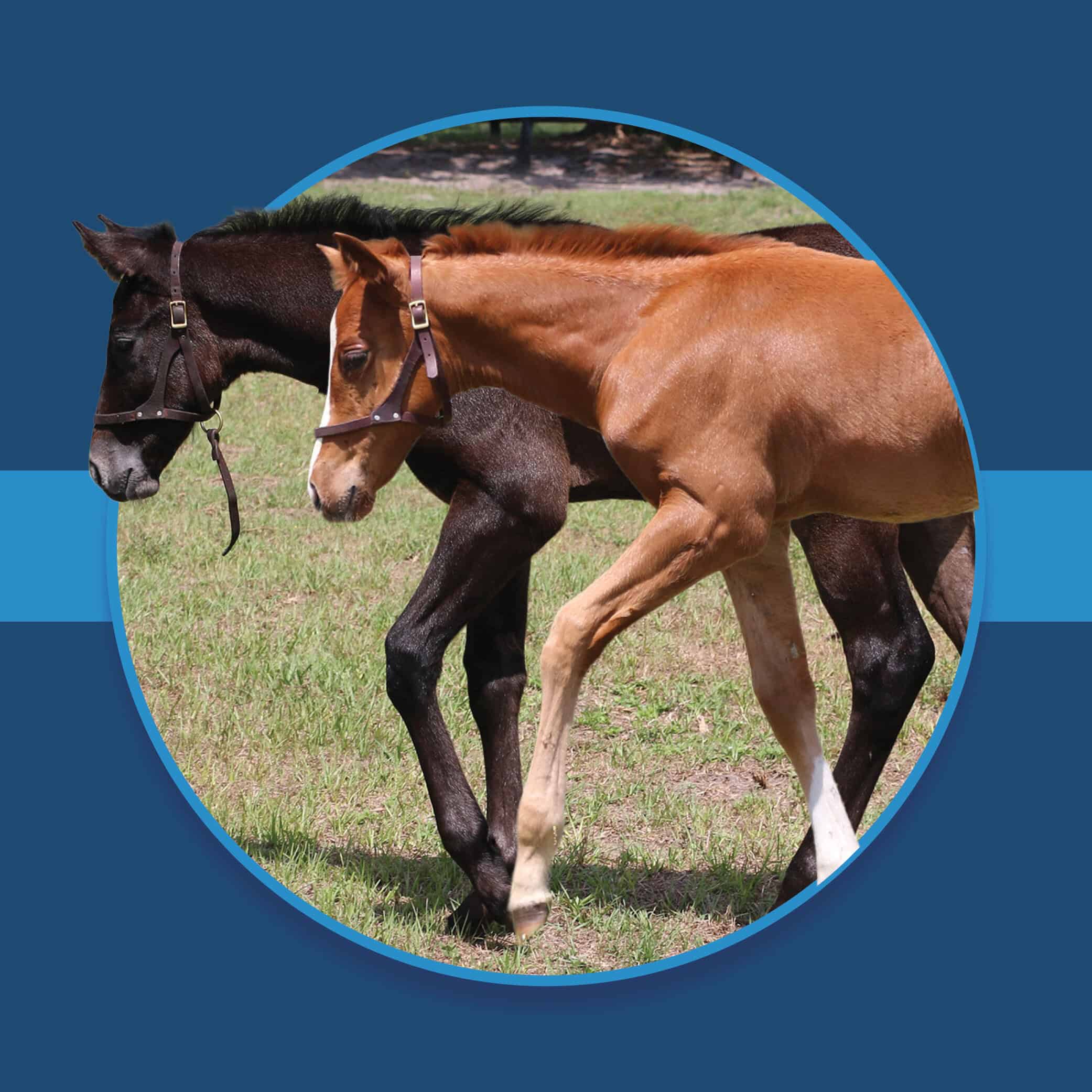 A dark blue square graphic that features two Florida-bred foals based on a circular frame outlined by light blue. The foal on the left’s face overlaps the edge of the frame, creating a 3d effect that is emphasized by shadowing underneath the circular frame. A light blue bar runs behind it in the middle of the square. Photos of the foals are by ©Tandra Downs.