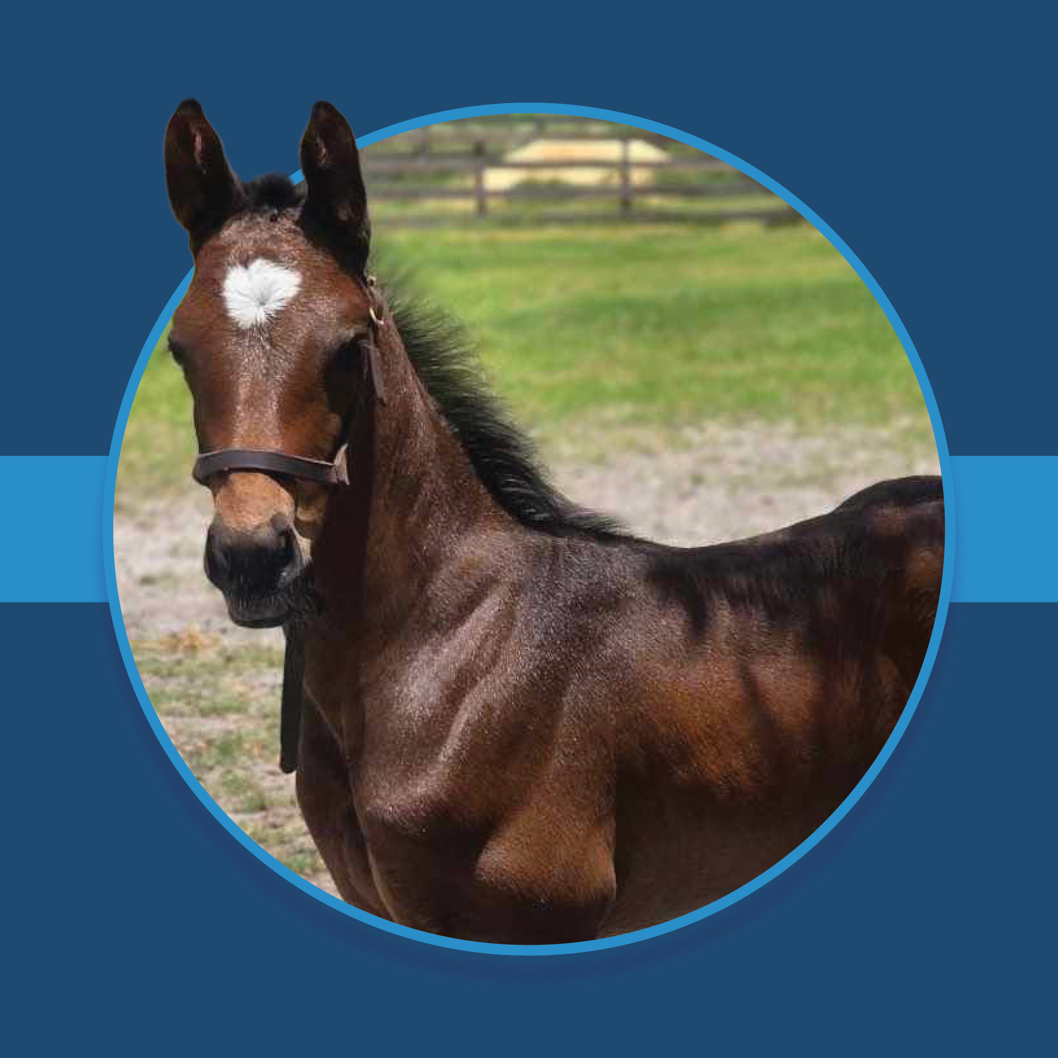 A dark blue square graphic that features a Florida-bred Thoroughbred foal based on a circular frame outlined by light blue. The foal’s ears overlap the edge of the frame, creating a 3d effect that is emphasized by shadowing underneath the circular frame. A light blue bar runs behind it in the middle of the square. (Photo by Tammy Levy.)