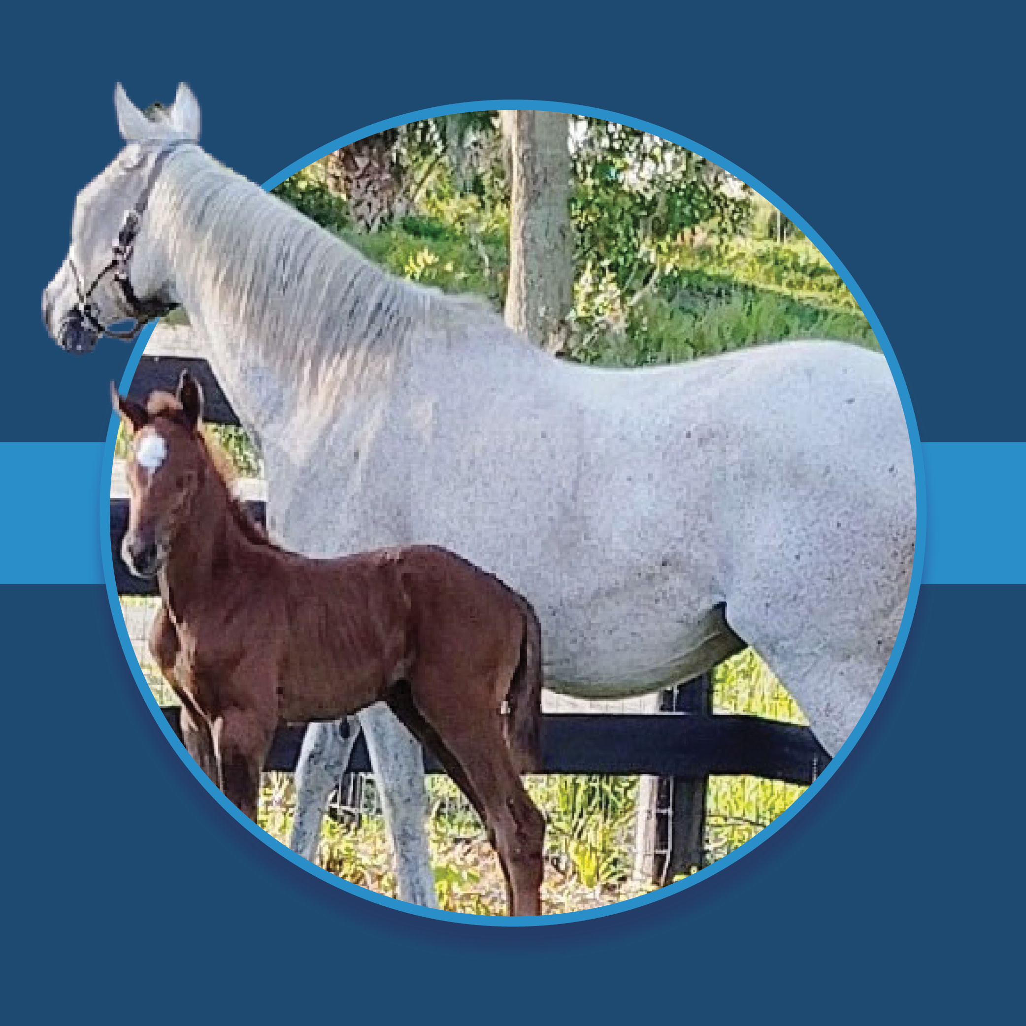 A dark blue square graphic that features a Florida-bred foal and dam based on a circular frame outlined by light blue. The mare’s face and the foal’s ear overlaps the edge of the frame, creating a 3d effect that is emphasized by shadowing underneath the circular frame. A light blue bar runs behind it in the middle of the square. (Photo by Tracy Bregman.)