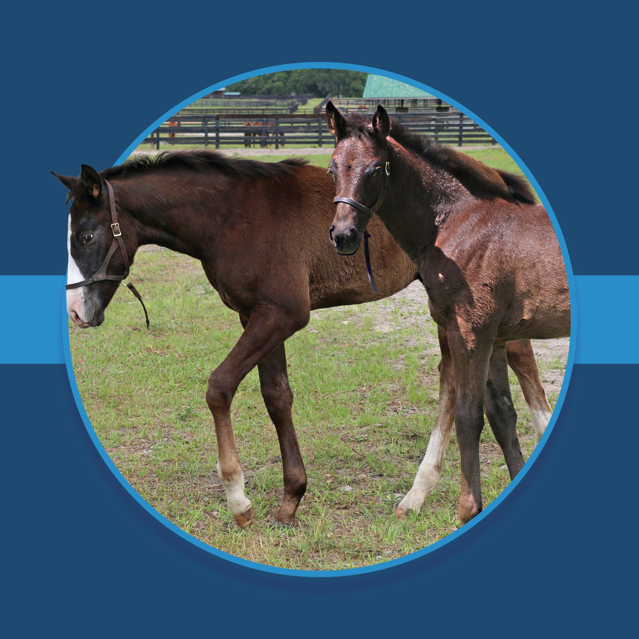 A dark blue square graphic that features two Florida-bred foals based on a circular frame outlined by light blue. The foal on the left’s face overlaps the edge of the frame as they walk towards it, creating a 3d effect that is emphasized by shadowing underneath the circular frame. The second foal turns to look towards the camera person. A light blue bar runs behind it in the middle of the square. Photos of the foals are by ©Tandra Downs.