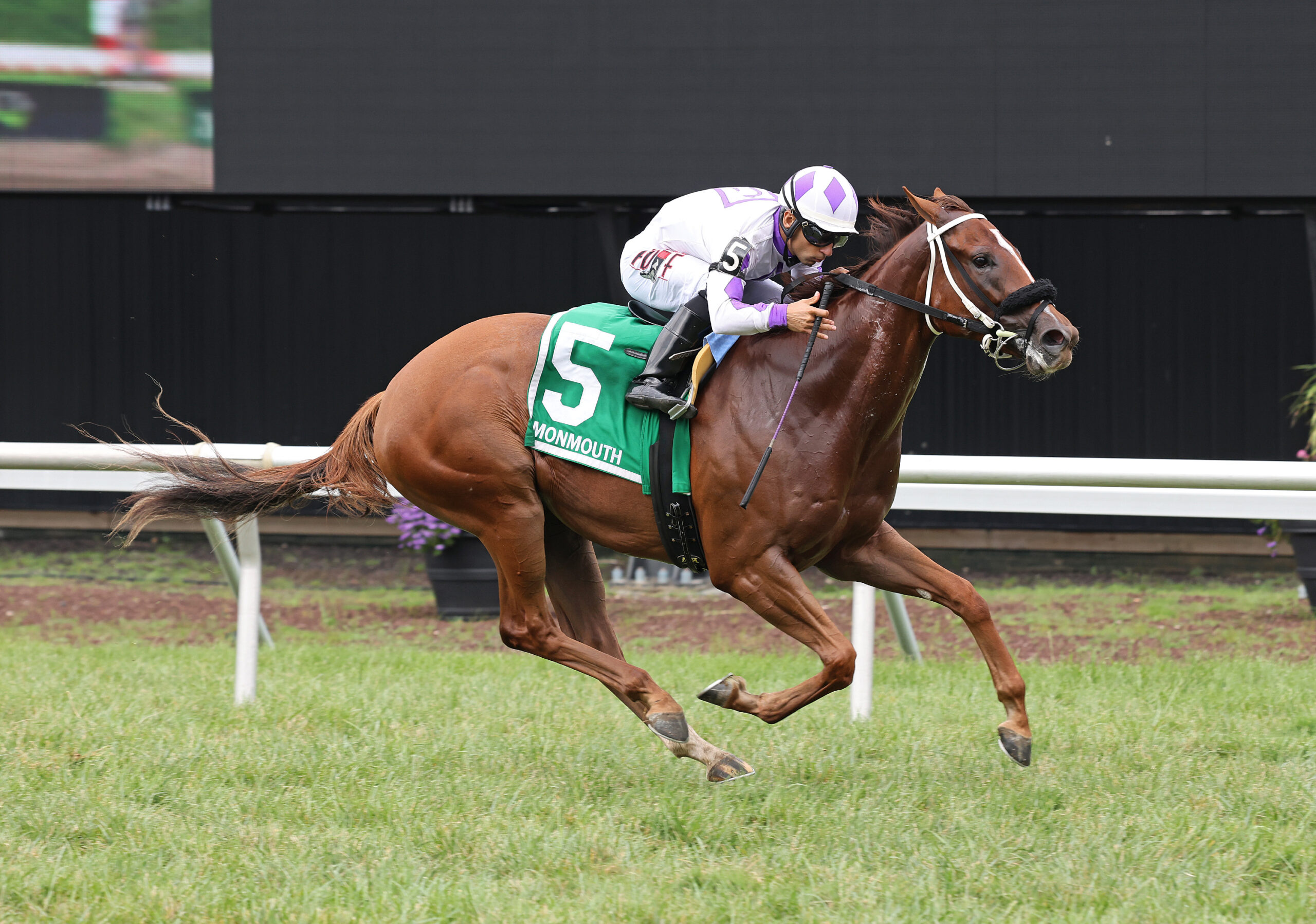 Florida-bred Gerrards Cross and jockey Sonny Leon gallop to the wire at Monmouth Park to win the 2025 Colleen Stakes. (Photo: ©Bill Denver/EQUI-PHOTO)