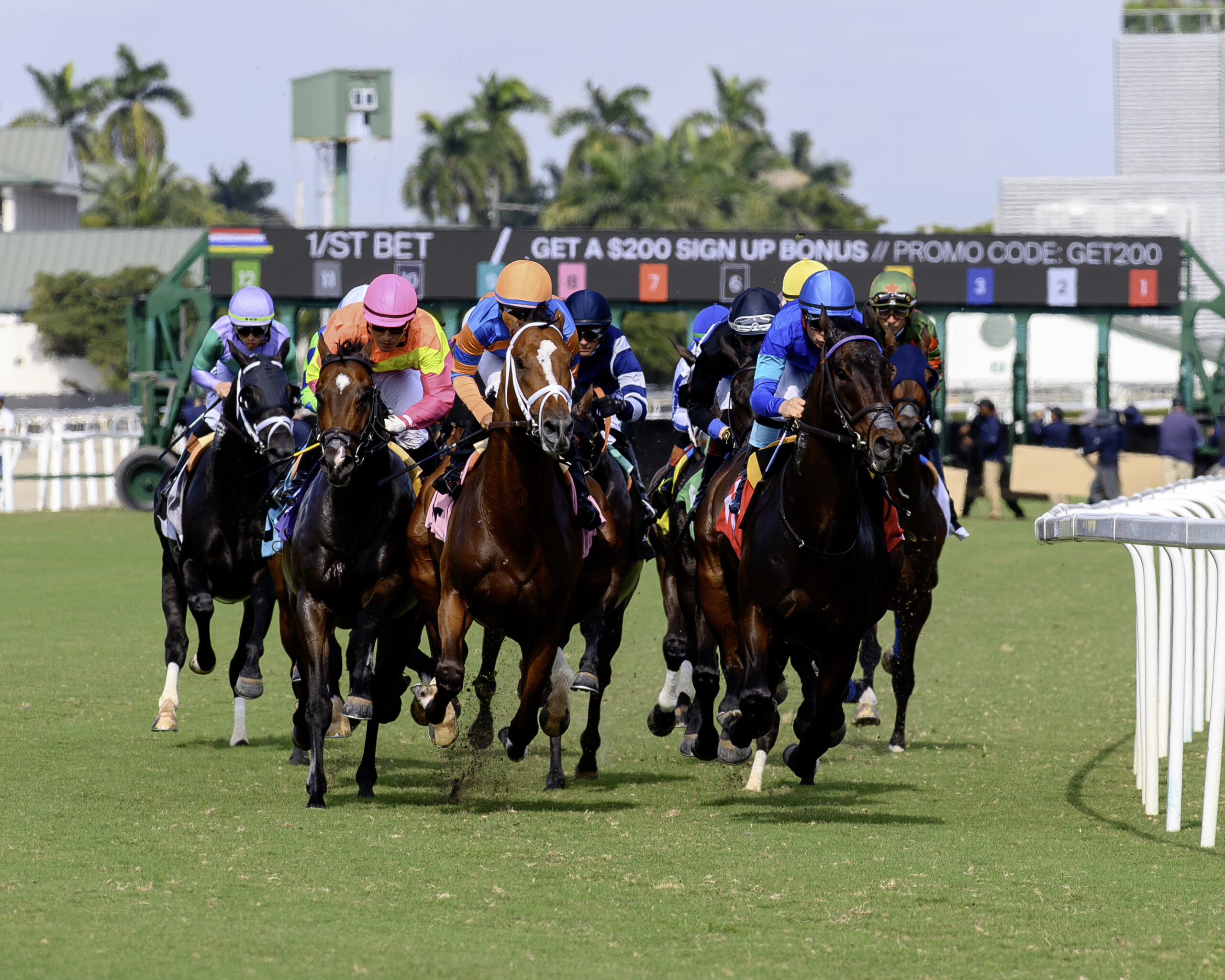 A group of Thoroughbred racehorses rocket towards the camera in a group, galloping with their jockeys during a race at Gulfstream Park. The starting gates stand open, blurred into the background behind the horses and framed by palm trees. (©Coglianese)