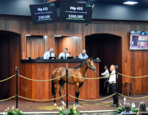 A Florida-bred Thoroughbred colt by Jackie’s Warrior stands in the middle of the wood-paneled OBS Sales’ auction ring. The bay colt watches the surrounding crowd curiously, ears pricked in their direction. (Photo: ©Judit Seipert)