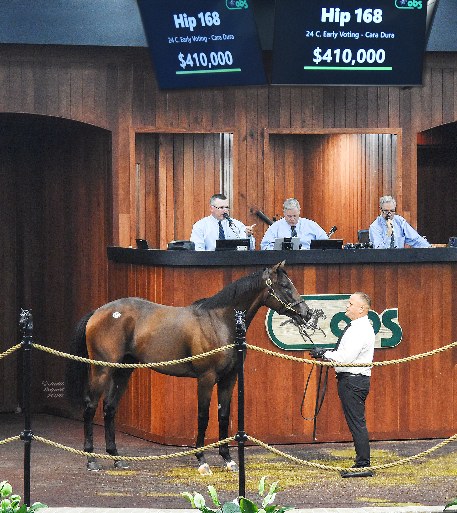 Thoroughbred colt hip 168 stands in the middle of the OBS Sales’ auction ring in front of the auctioneer’s podium. The colt’s ears are pricked in curiosity while still listening quietly to the person holding his lead. (Photo: ©Judit Seipert)