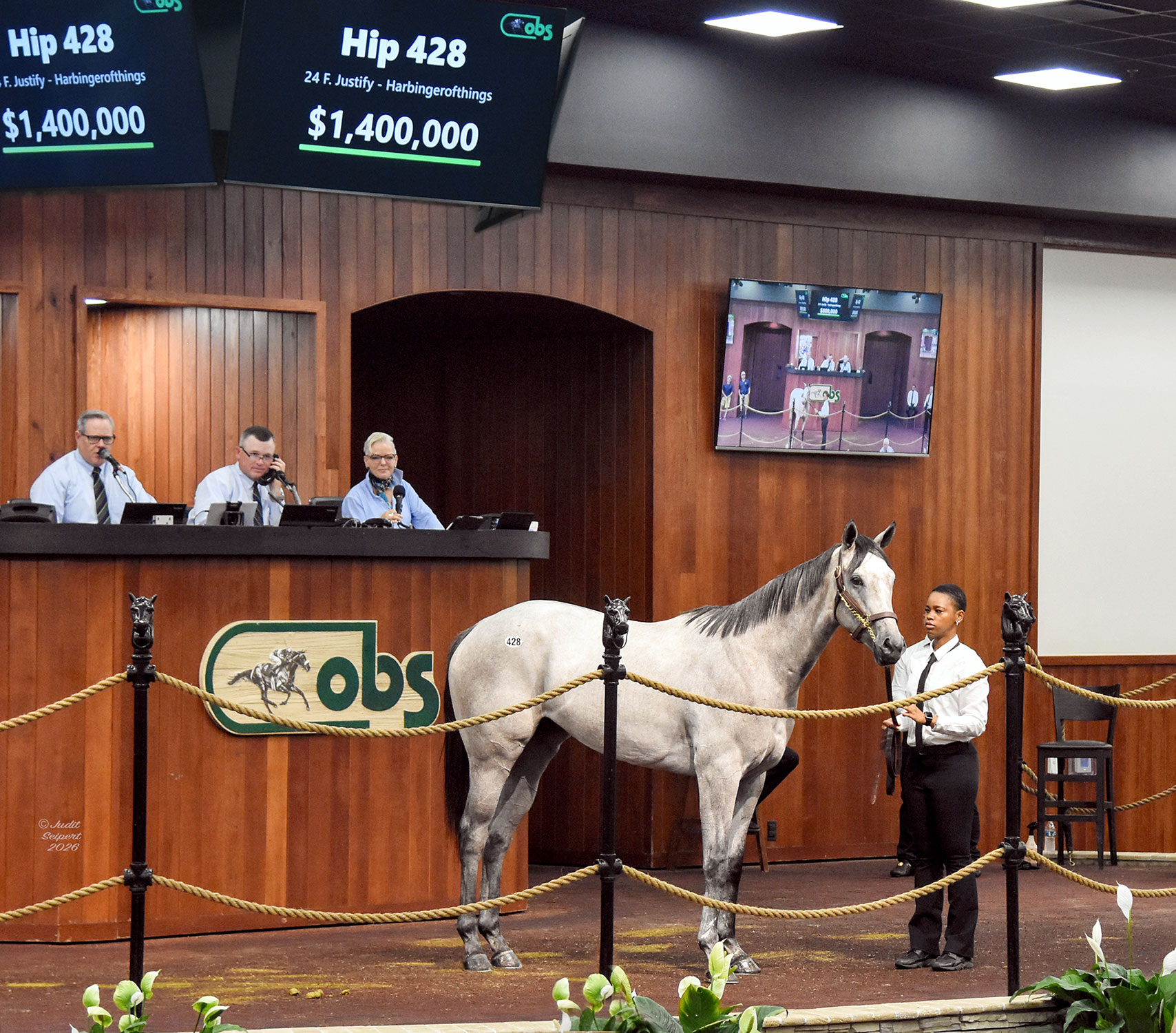 A grey or roan Thoroughbred filly stands in the middle of the wood-paneled OBS Sales’ auction ring. The filly stands quietly with the person holding her lead, seemingly unbothered by the crowd’s attention. (Photo: ©Judit Seipert)