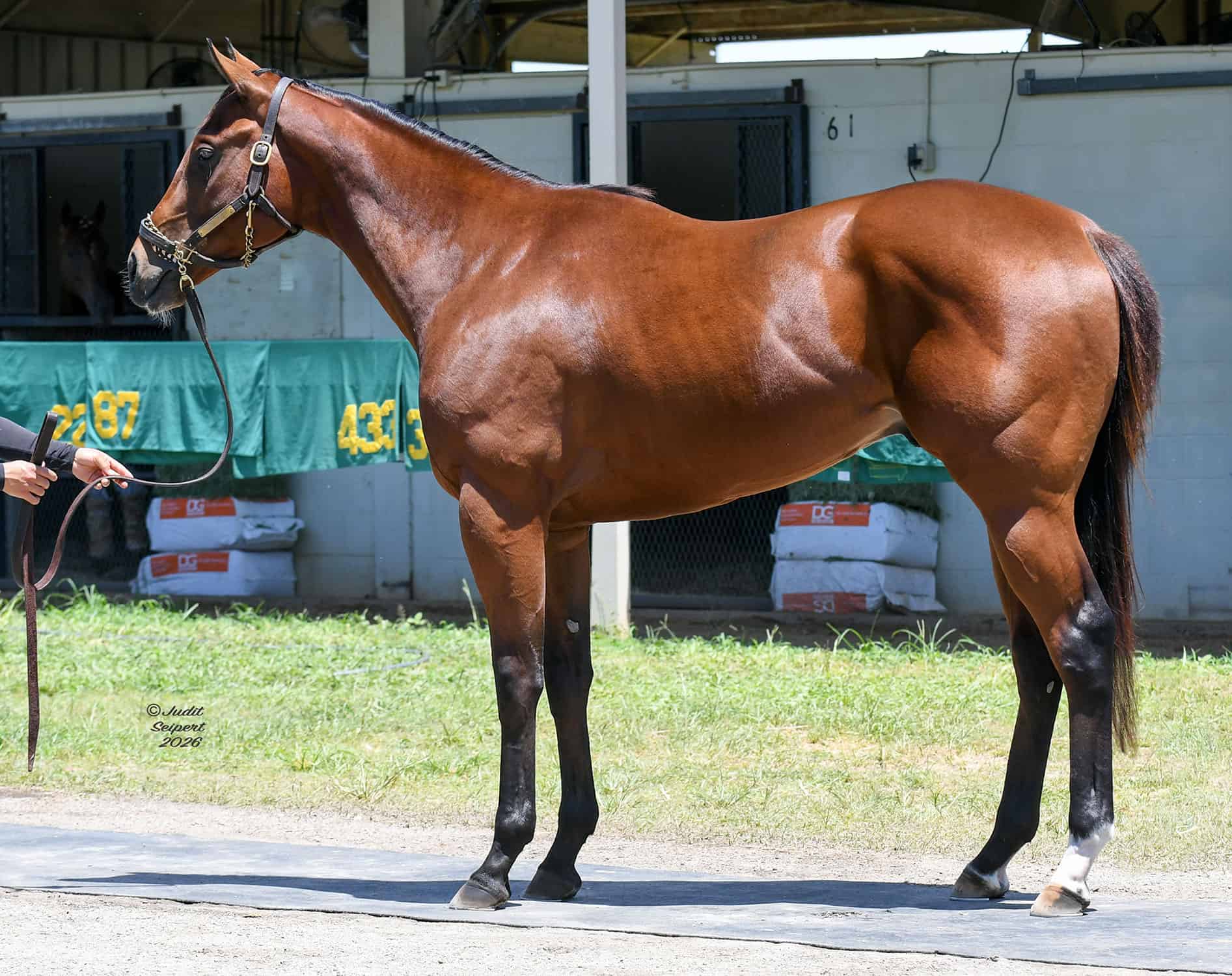 A bay Florida-bred Thoroughbred colt by Jackie’s Warrior stands square in front of the OBS Sale barns. His ears are pricked as he faces the person holding his lead (out of frame). (Photo: ©Judit Seipert)