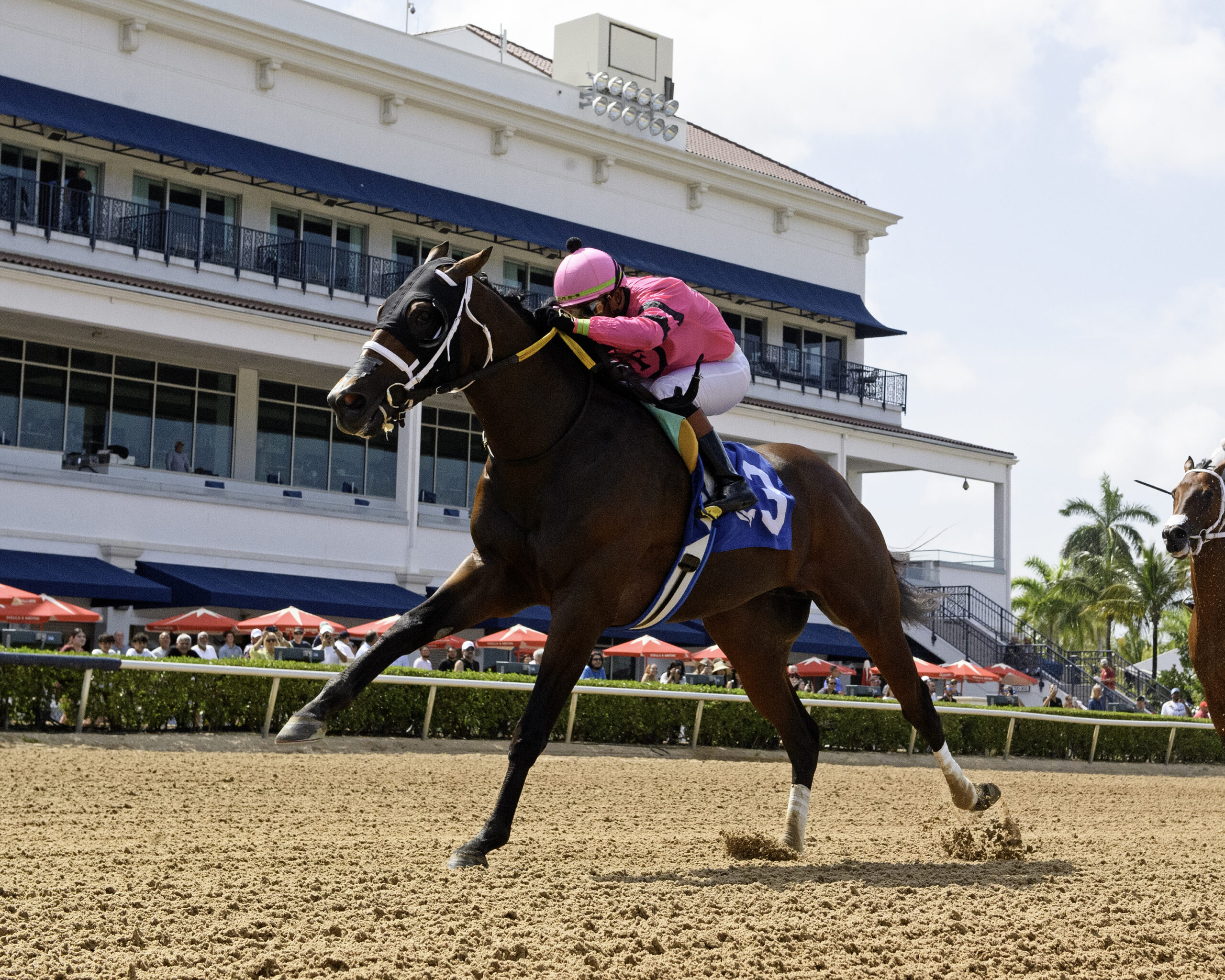 Florida-bred Thoroughbred Langvad stretches out for the wire at Gulfstream Park with jockey Micah Husbands in the saddle. Langvad and Husbands crossed the wire first to win the 2026 Carry Back. (Photo: ©Ryan Thompson)