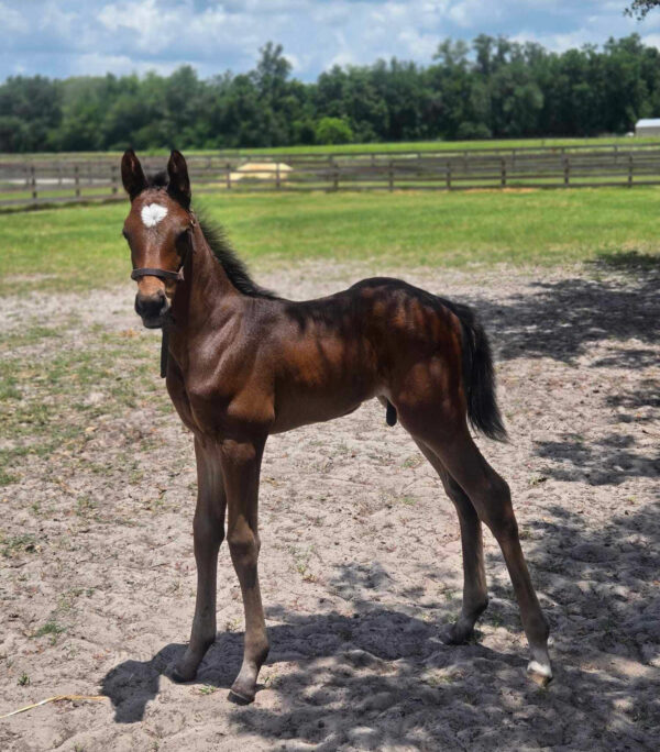 A bay Florida-bred Thoroughbred foal stands alert under some shade in his paddock. The foal’s tiny ears are pricked as he looks towards the camera person with bright curiosity. Behind him, more pasture stretches into a line of trees. (Photo by Tammy Levy.)