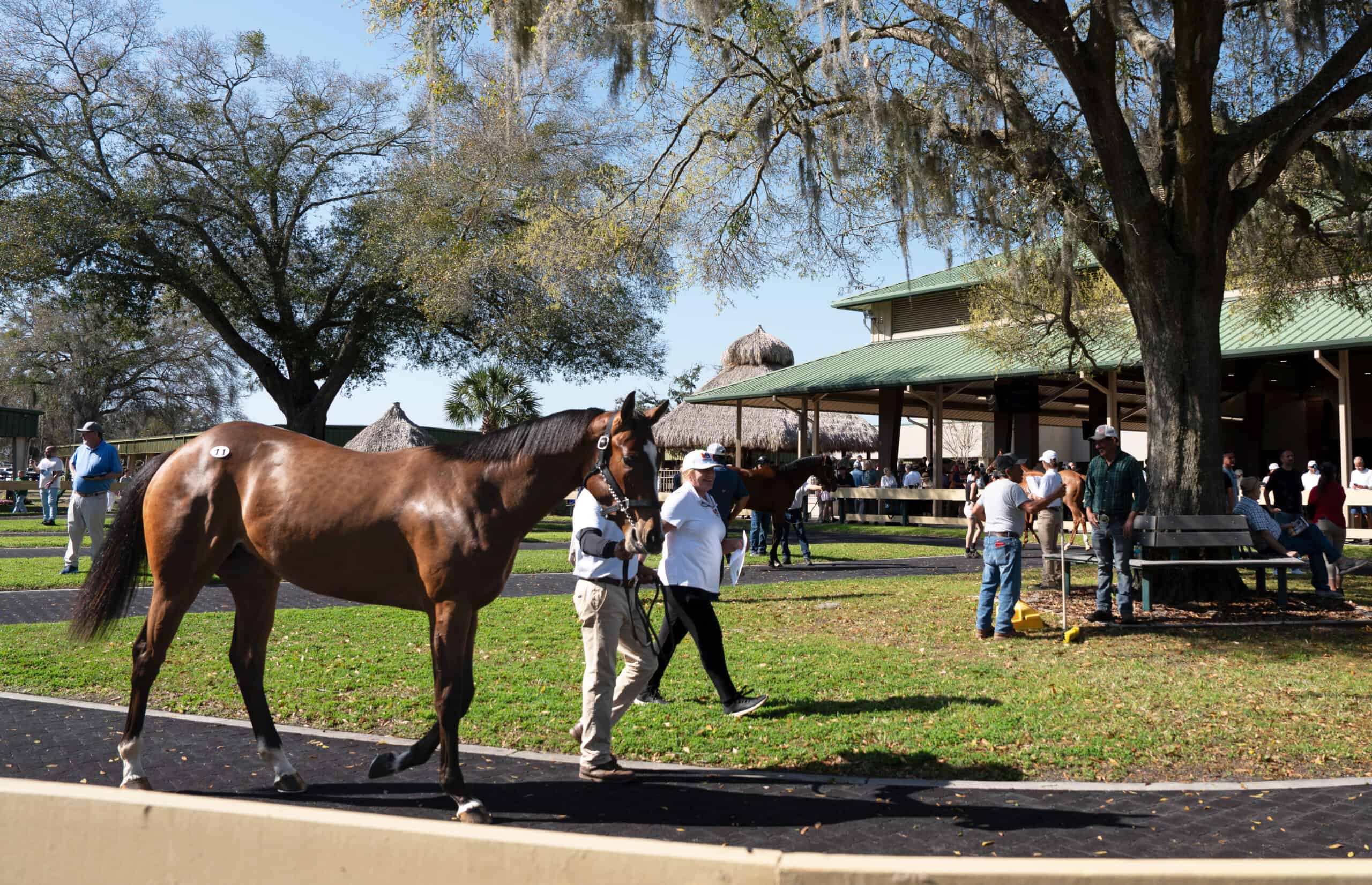 A scenic picture of the bustling OBS Sale grounds during the March 2026 show. A groom leads one of the horses for sale past the camera, who turns slightly to look curiously in the direction of the photographer. (Photo: ©OBS Sales)