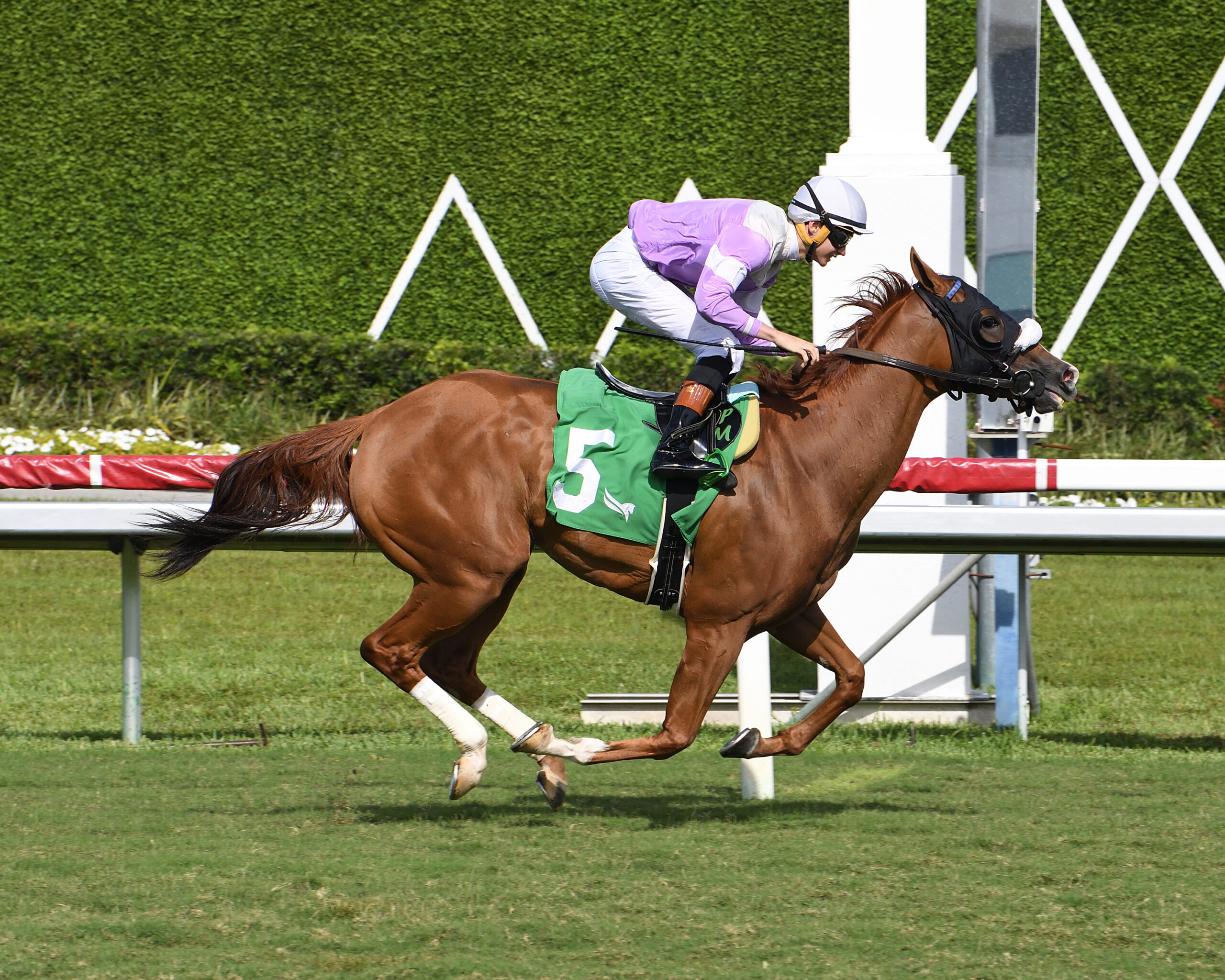 Florida-bred Miss Vyvyanne and jockey Pietro Moran gallop to the wire at Gulfstream Park to win the 2026 Golden Beach Overnight Handicap. (Photo: ©Ryan Thompson)