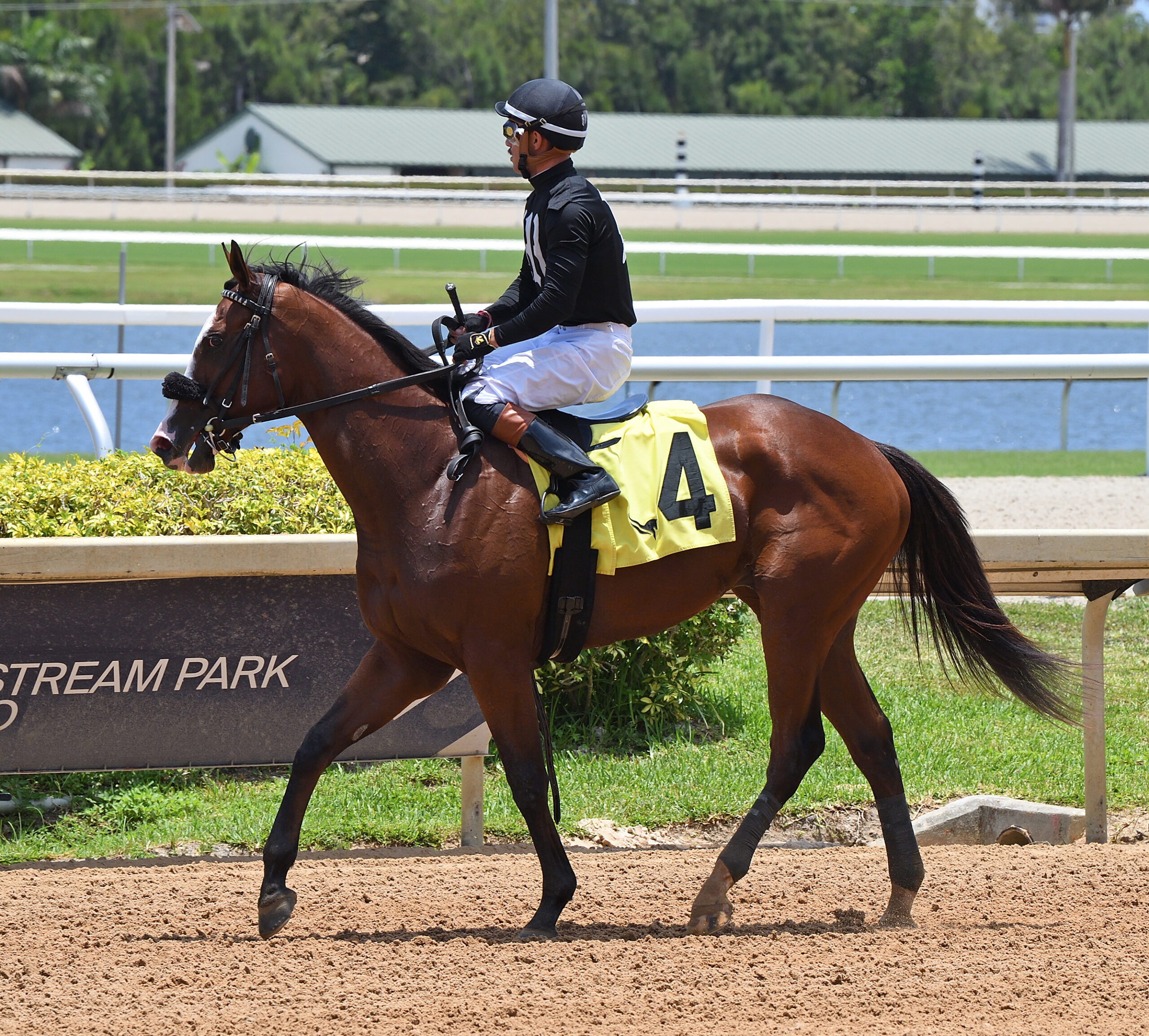 Florida-bred Thoroughbred Mitts is trotted down the track by jockey Diego Herrera after their win of a five-furlong maiden special weight at Gulfstream Park on Saturday, June 13, 2026. The duo placed second to fellow Florida-bred Watson (not pictured), but ultimately won due to his disqualification to second place. (Photo: ©Ryan Thompson)