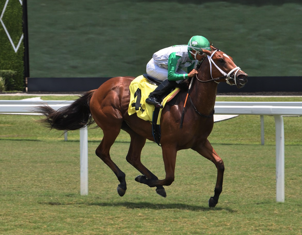 Florida-bred Thoroughbred Monster and jockey Edgard Zayas gallop to the wire at Gulfstream Park to win a Maiden Special Weight on May 23, 2025. (Photo: ©Lauren King)