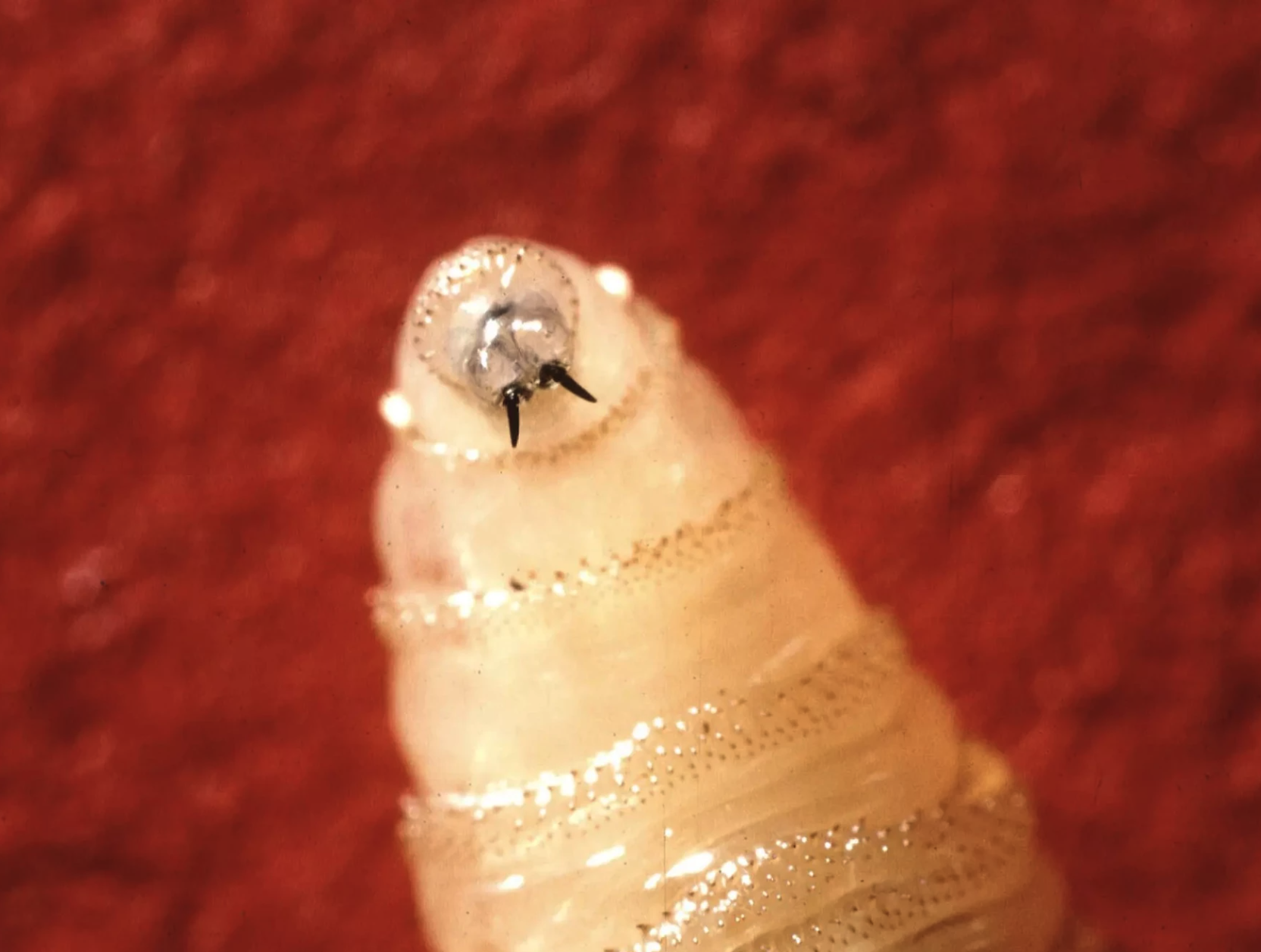 Magnified image of a New World Screwworm larvae against a red background. (Photo: ©USDA Agricultural Research Service)