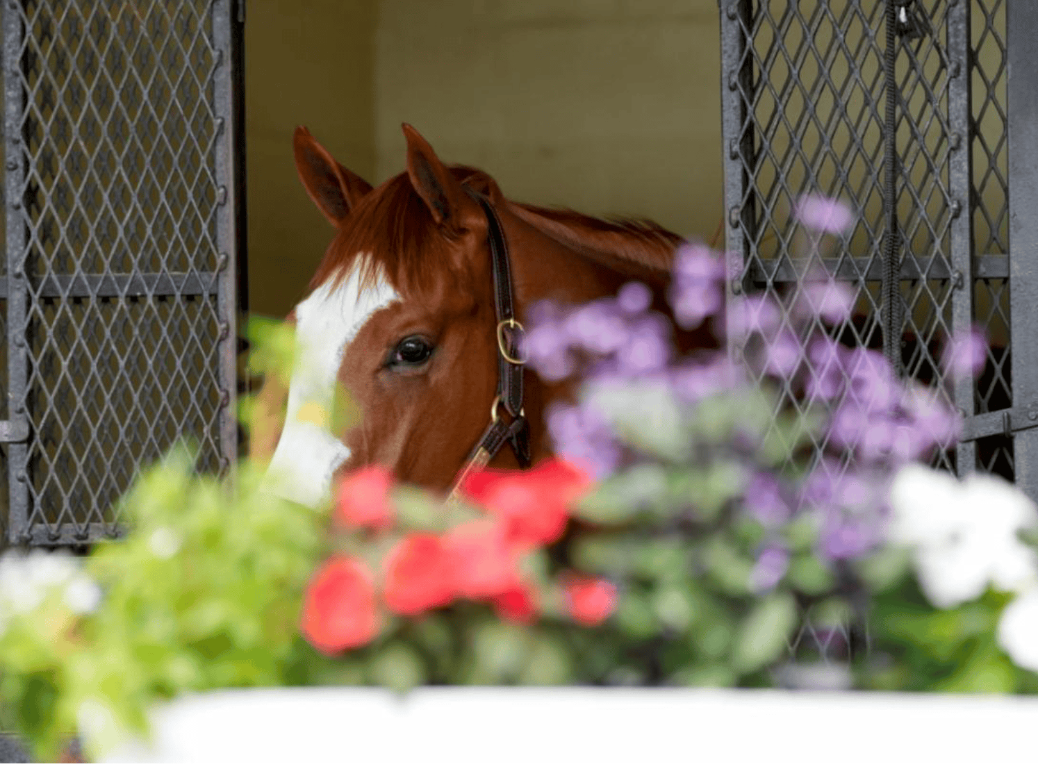 Photo of a chestnut Thoroughbred with a blaze in a stall at one of the OBS Sale barns. The top half of the horse’s face is just visible over some flowers placed in the foreground. Their ears are pricked, watching the activity outside their stall. (Photo: ©OBS / VidHorse)