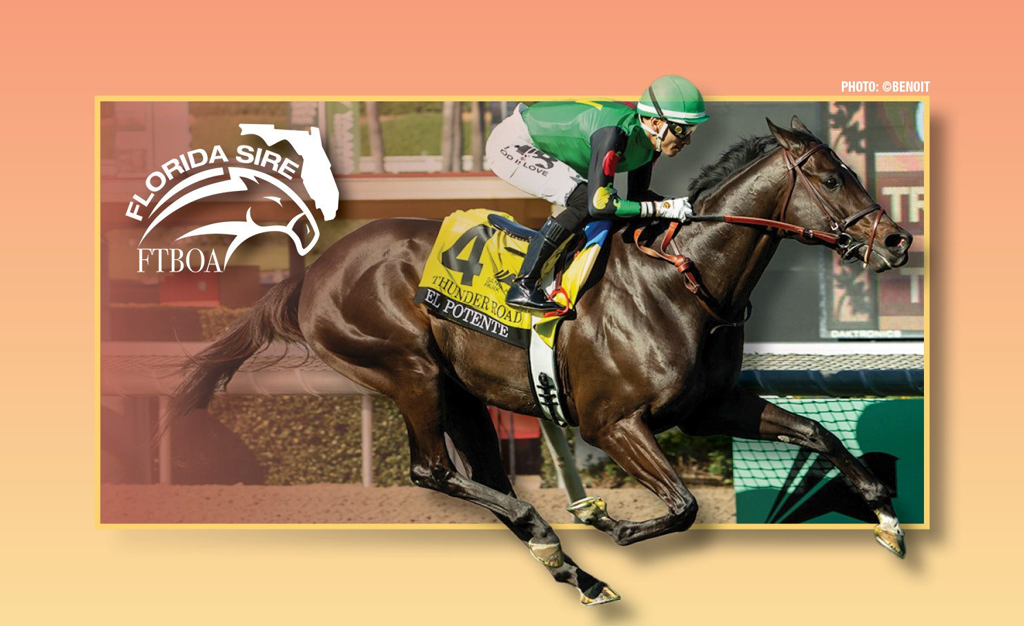 Photo of Florida-bred Thoroughbred El Potente and jockey Hector Isaac Berrios gallop at Santa Anita during their win of the 2026 Grade 3 Thunder Road. (Photo: ©Benoit) The rectangular photo is framed by a yellow outline with shadowing. El Potente’s legs and Berrios’ cap overlap the edges of the frame. The photo’s left side also fades into a reddish color, contrasting against the logo for FTBOA’s Florida Sire program in the top left corner of the image. The frame is centered against a peach to yellow gradient background.