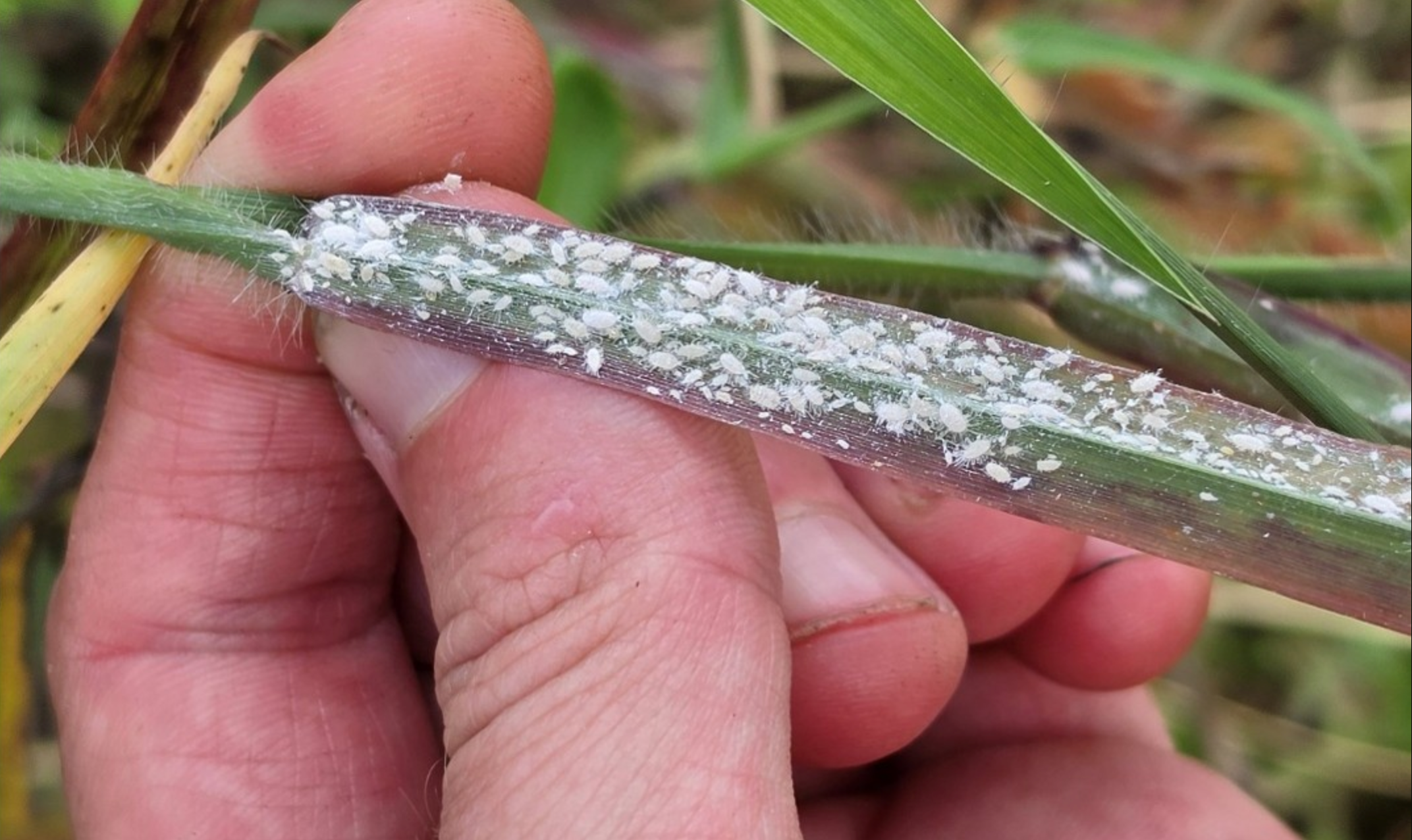 Photograph taken of a group of pasture mealybugs covering a plant stalk. The bugs are tiny next to the hand pulling the plant down into frame, but they coat the stalk and almost appear to be covered in white powder. The tiny bugs are white, ovular, and have lots of limbs. (Photo courtesy Florida Farm Bureau)