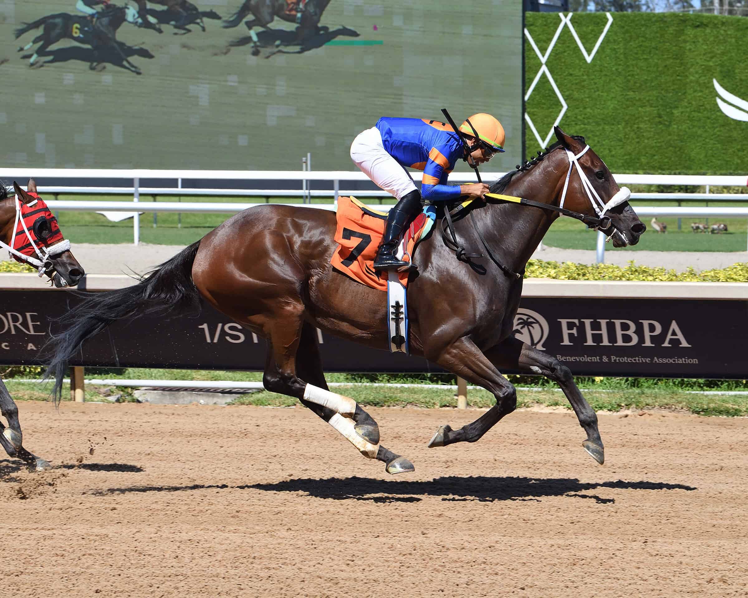 Florida-bred Thoroughbred Practically Dark and jockey Samy Camacho gallop to the wire at Gulfstream Park, pulling away from fellow Florida-bred Latch the Hatch and company to win a first tier, $25,000 optional claiming in Sunday’s 2026 Father’s Day feature. (Photo: ©Ryan Thompson)