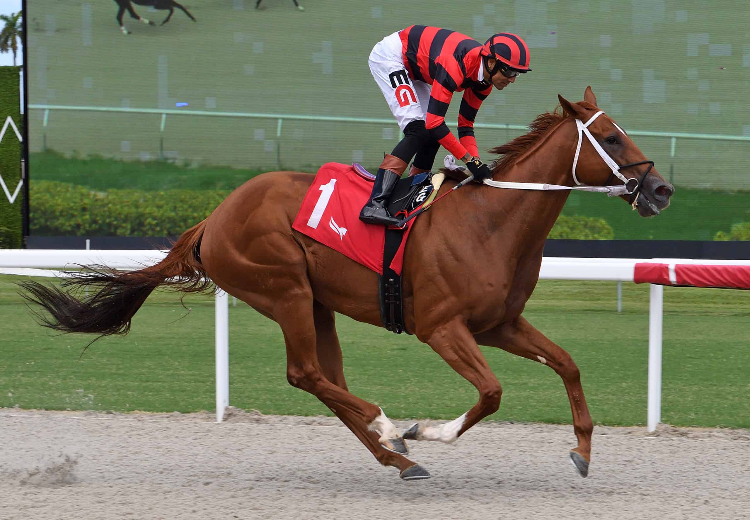 Florida-bred Thoroughbred Rezasrolex and jockey Edwin Gonzaléz gallop to the wire at Gulfstream Park to win an Allowance Optional Claiming on June 5, 2026. (Photo: ©Ryan Thompson)