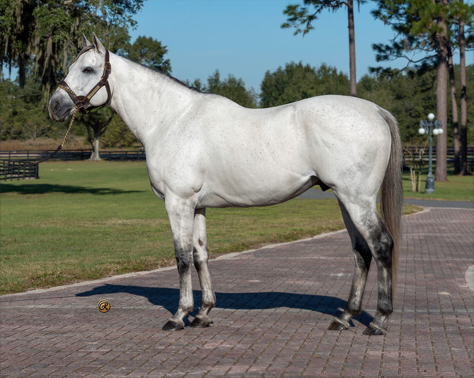 Gray or roan Florida-bred Thoroughbred stallion Sweetontheladies stands in the middle of a bricked path. His head is raised and ears are pricked as he stands patiently, posing for the photo. Behind him, Florida oak trees and black wood fenced pastures frame the edges of the scene. (Photo: ©Louise Reinagel)