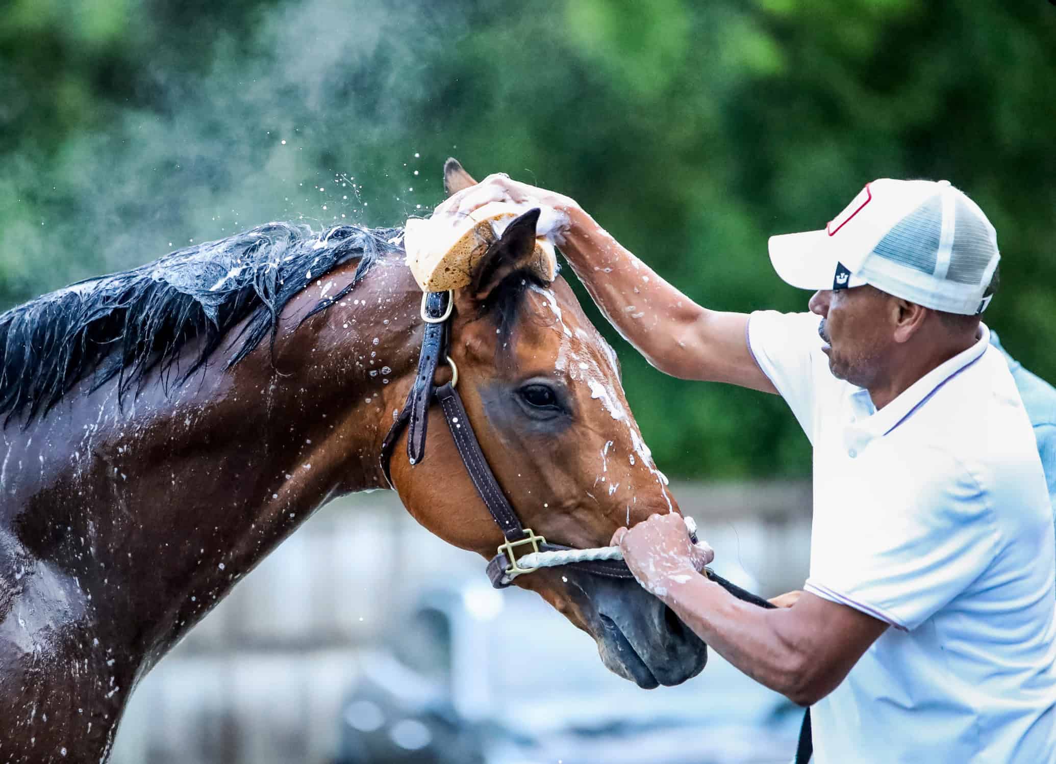 Closely cropped photo of Florida-bred Taj Mahal standing patiently during a bath. The person bathing him gently washes between his ears during this candid moment. (Photo: ©Maryland Jockey Club)