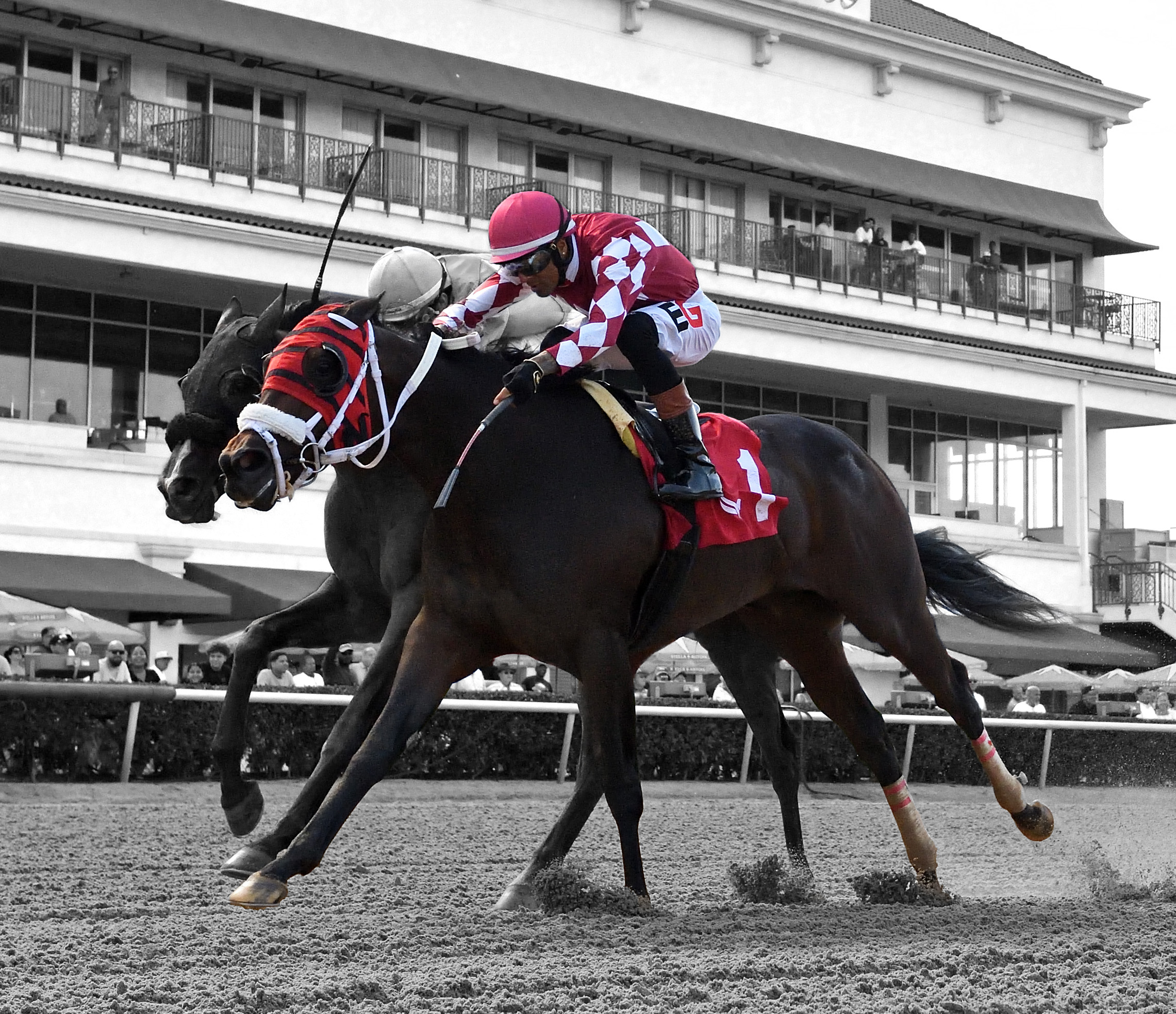 Florida-bred Thoroughbred Winplaceandshow stretches out on the inside rail with jockey Edwin Gonzalez in the saddle. They held off outside competition Permian Basin to win the 2026 Azalea Stakes at Gulfstream Park. (Photo: ©Ryan Thompson) Winplaceandshow and Gonzalez are in full color, while the rest of the image is in grayscale.
