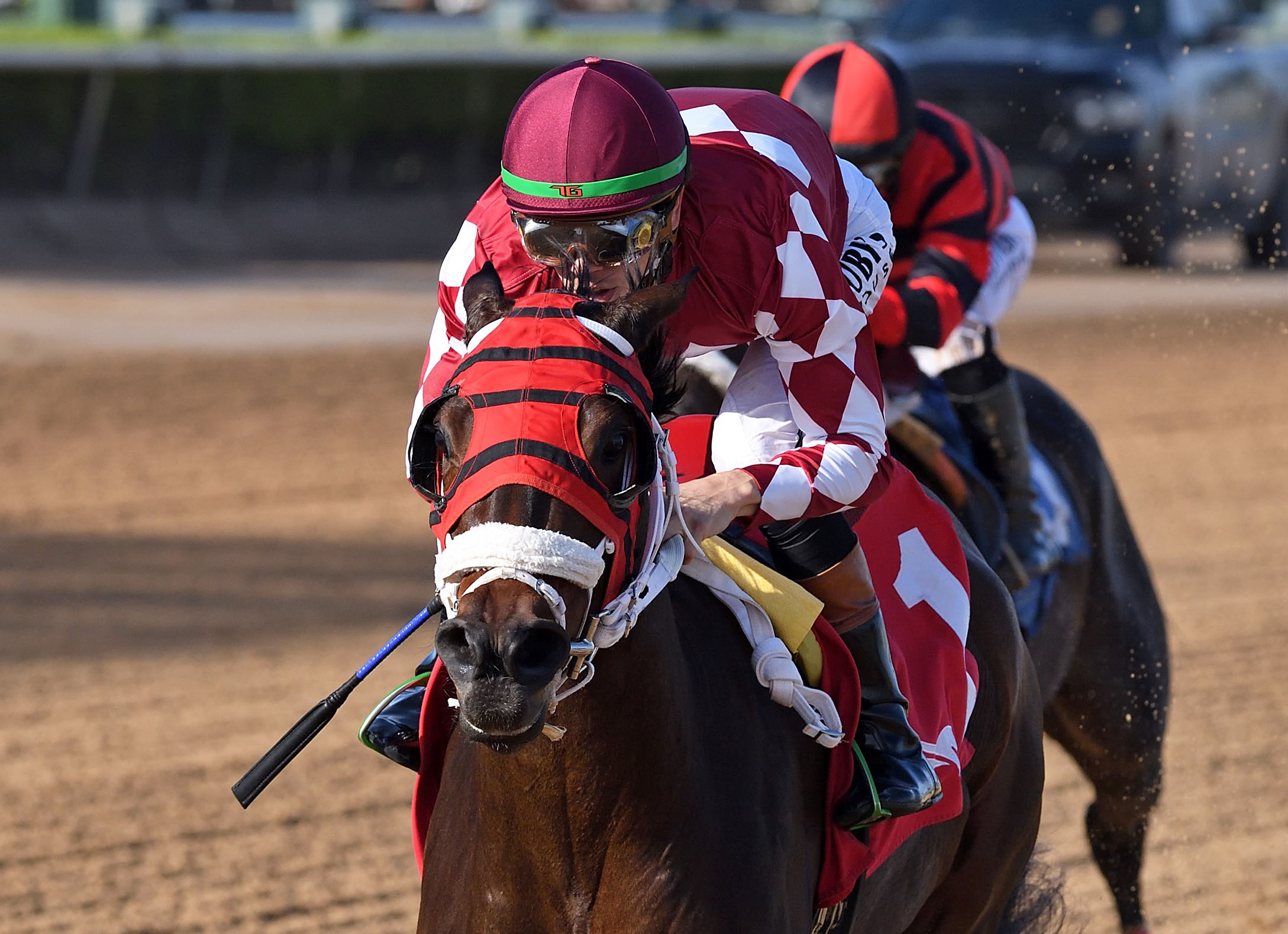 Closely cropped headshot of Florida-bred Thoroughbred Winplaceandshow and jockey Tyler Gaffalione leading the pack at Gulfstream Park to win a Maiden Optional Claiming on December 11, 2025. (Photo: ©Ryan Thompson)