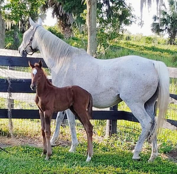 A chestnut, Florida-bred Thoroughbred foal stands tall next to his dam, grey Florida-bred named Barbarella, who stares in the opposite direction of the camera over their paddock fence. The little foal has a star on his forehead, and listens curiously to his surroundings. (Photo by Tracy Bregman.)