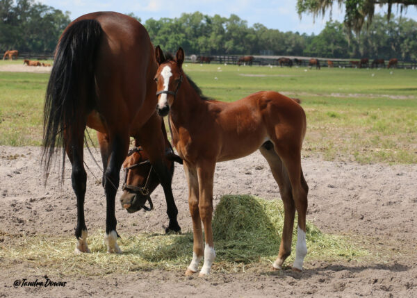 A bay Florida-bred Thoroughbred foal stands next to his dam, Miss Perfectus. Miss Perfectus is turned away from the camera, scratching her head on her front leg, while her foal is turned to face the camera, head held high and ears pricked. Sleepy horses dot the pasture behind them. (Photo: ©Tandra Downs)