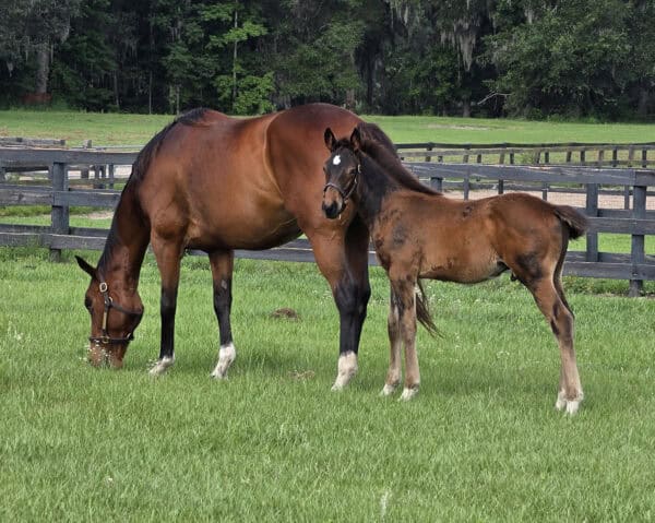 Photo of a Florida-bred Thoroughbred colt by Nashville, standing next to his dam Heart of the Ocean. Heart of the Ocean grazes peacefully in their pasture, while the colt turns to look towards the camera. The colt’s baby fluff is starting to shed around the neck, revealing a dark bay coat. (Photo: ©Tim O'Donohue)