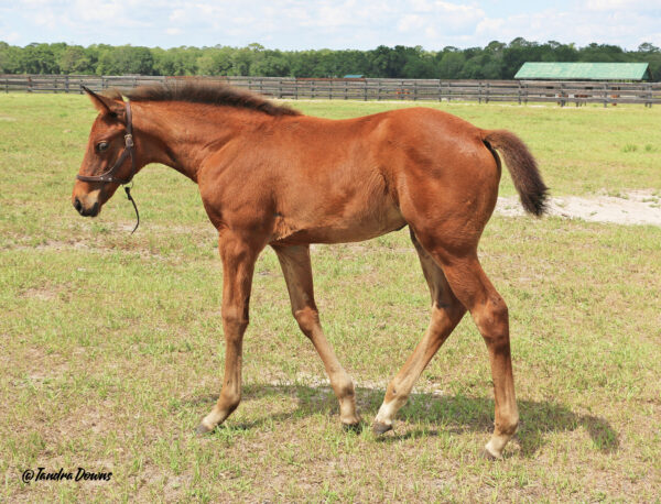 A Florida-bred Thoroughbred foal walks through her pasture on a sunny Florida day. Her ears are pricked as she glances back over her shoulder curiously at the photographer. (Photo: ©Tandra Downs)
