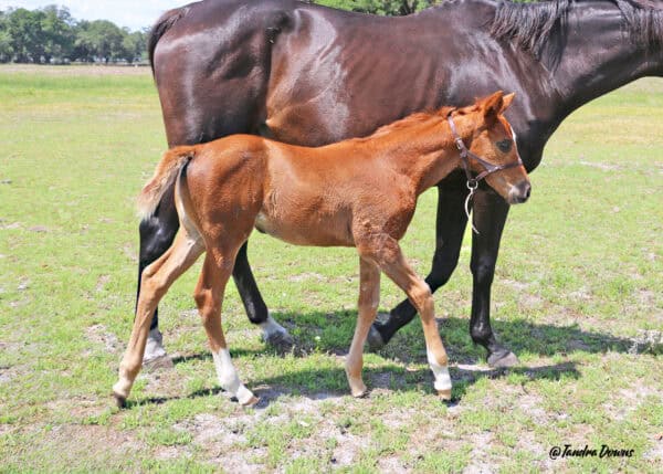 A chestnut Florida-bred Thoroughbred filly walks next to her dam, Strike Right Now, in their paddock at Pleasant Acres Stallions in Morriston, Florida. Behind them, trees line the edge of their pasture as they walk through it relaxed on a sunny day. (Photo by ©Tandra Downs)