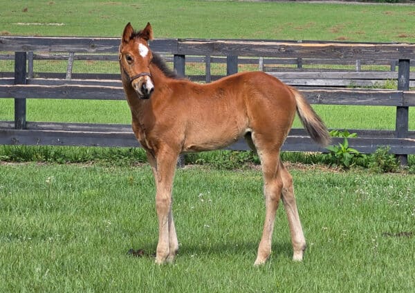 Photo of a Florida-bred Thoroughbred filly by Loggins, standing in her pasture. The foal almost seems to pose for the picture as she looks over her shoulder, her tiny, fluffy tail blowing in the breeze. (Photo: ©Tim O'Donohue)