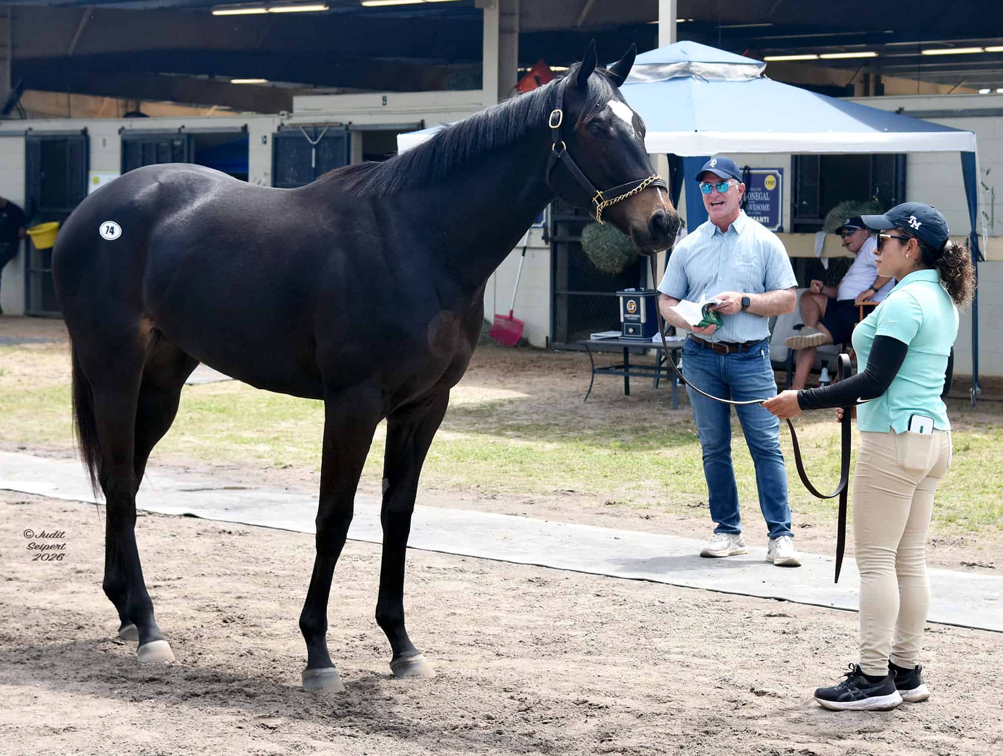 A seal bay Thoroughbred with a star stands patiently for the person holding their lead, while an onlooker inspects them in front of the OBS sale ground barns. (Photo: ©Judit Seipert)