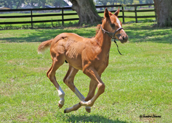 A spunky Florida-bred Thoroughbred foal gallops in a sunny pasture. Large Florida oak trees, wooden fences, and barns in the distance line the pasture as the chestnut colt races past. (Photo: ©Tandra Downs)