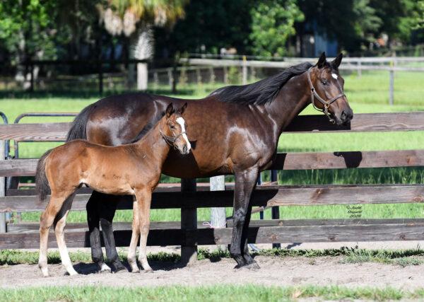 A bay Florida-bred Thoroughbred foal stands with pricked ears next to her dam, Lookinlikeaqueen, also a Florida-bred. Lookinlikeaqueen’s dark bay coat glows in the Florida sunshine as the pair stand next to their pasture fence. More wooden-fence lined pastures and trees frame the background. (Photo: ©Judit Seipert)