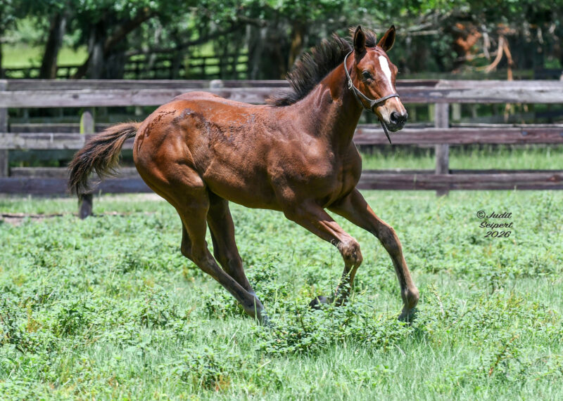 A Florida-bred filly by Simplification canters happily around her lush paddock. The filly’s ears are pricked, and the white blaze on her face shines in the Florida sun. More wooden fenced pastures frame the backdrop of the scene, lined by shady trees. (Photo: ©Judit Seipert)