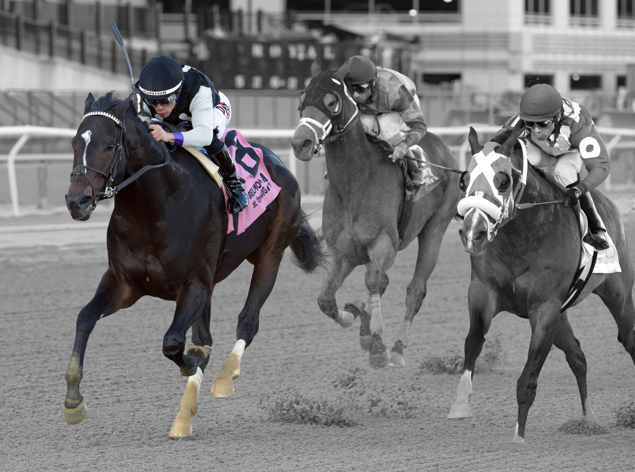 Florida-bred Damon’s Mound and jockey Junior Alvarado gallop at the head of the pack, tailed by fellow Florida-bred Buccherino on the inside and Full Moon Madness on their outside. Damon’s Mound and Alvarado held the lead to win the 2025 Grade 3 Bold Ruler during the Belmont at Big A meet. (Photo: ©Joe Labozzetta) Damon’s Mound and Alvarado are in full color, while the rest of the photo is edited into grayscale.