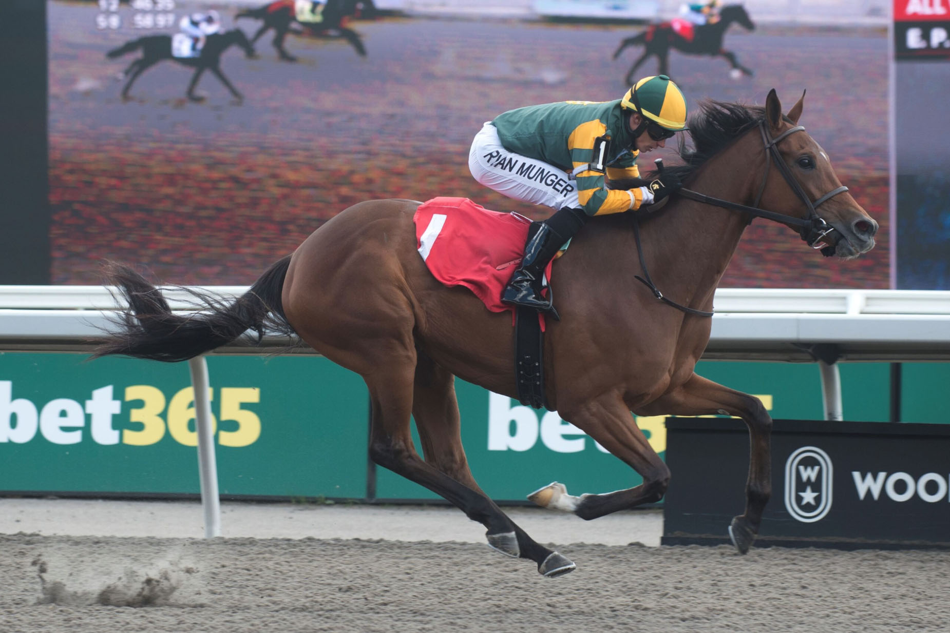 Florida-bred Empty Handed and regular jockey Ryan Munger gallop to the wire at Woodbine Park, scoring a Maiden Special Weight on May 10, 2026. (Photo: ©Michael Burns)