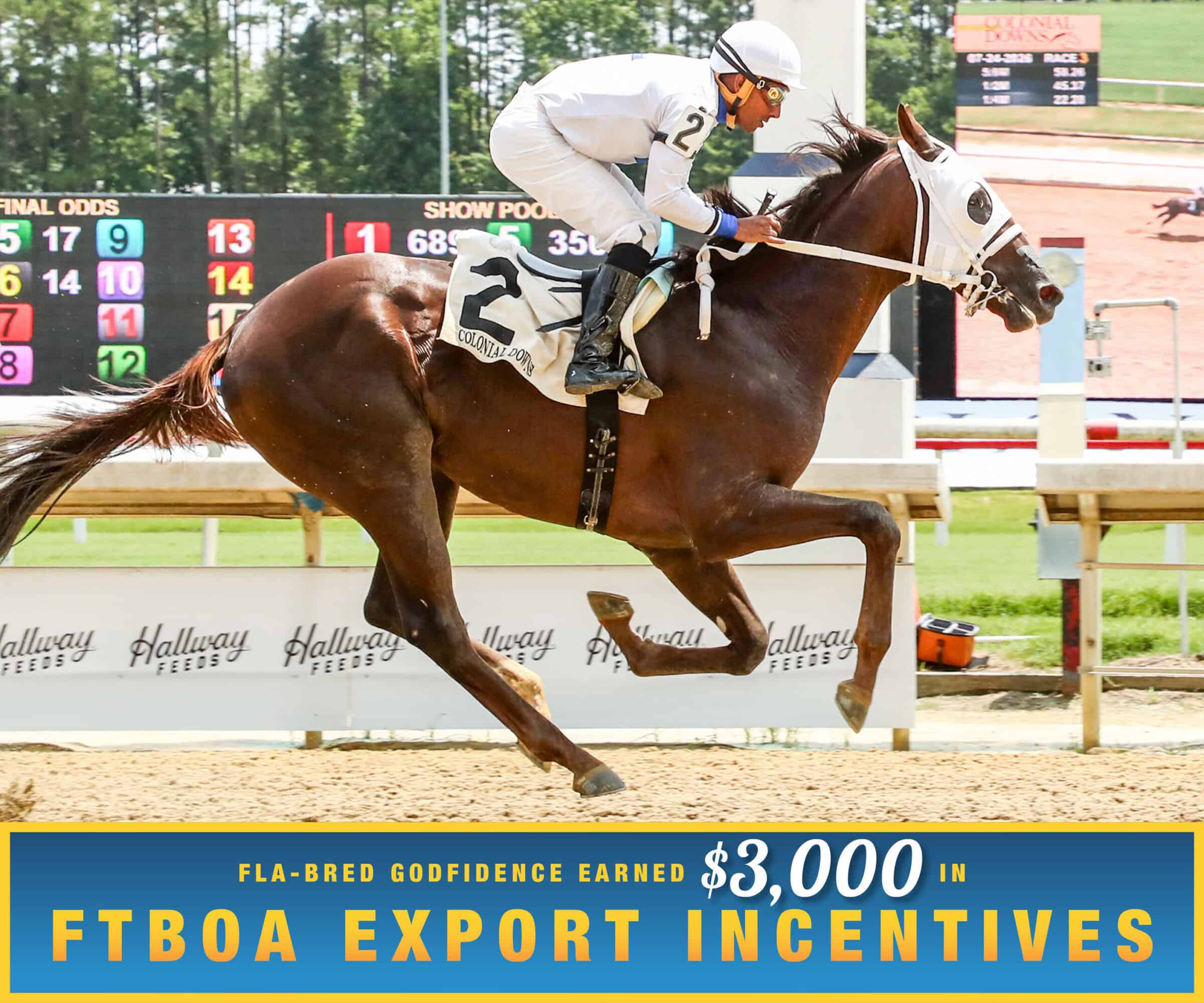 Florida-bred Thoroughbred Godfidence and jockey Rajiv Maragh gallop to the wire at Colonial Downs, winning a maiden special weight for 2-year-olds. (Photo: ©Coady Media) Beneath the photo, a gradient light blue to matching dark blue banner, edged in an orange to yellow frame, is featured. The banner reads, “Fla-bred Godfidence Earned $3,000 in FTBOA Export Incentives.”