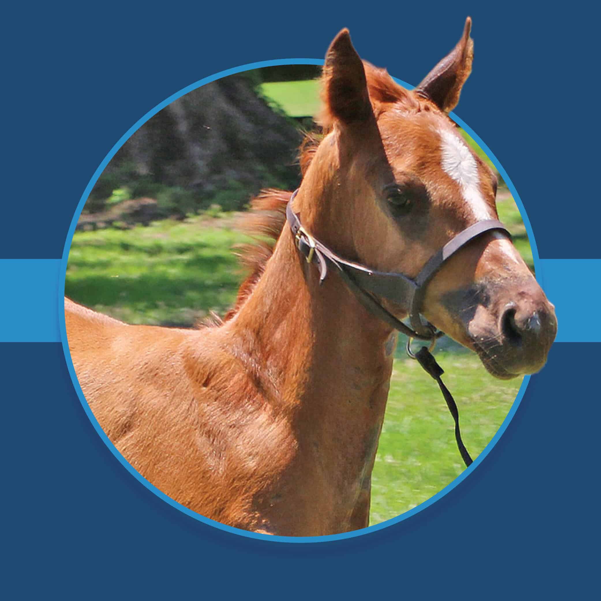 A dark blue square graphic that features the headshot of a Florida-bred Thoroughbred foal based on a circular frame outlined by light blue. The foal’s ears and muzzle overlap the circular frame, creating a 3d effect that is emphasized by shadowing underneath the circular frame. A light blue bar runs behind it in the middle of the square. (Photo: ©Tandra Downs)