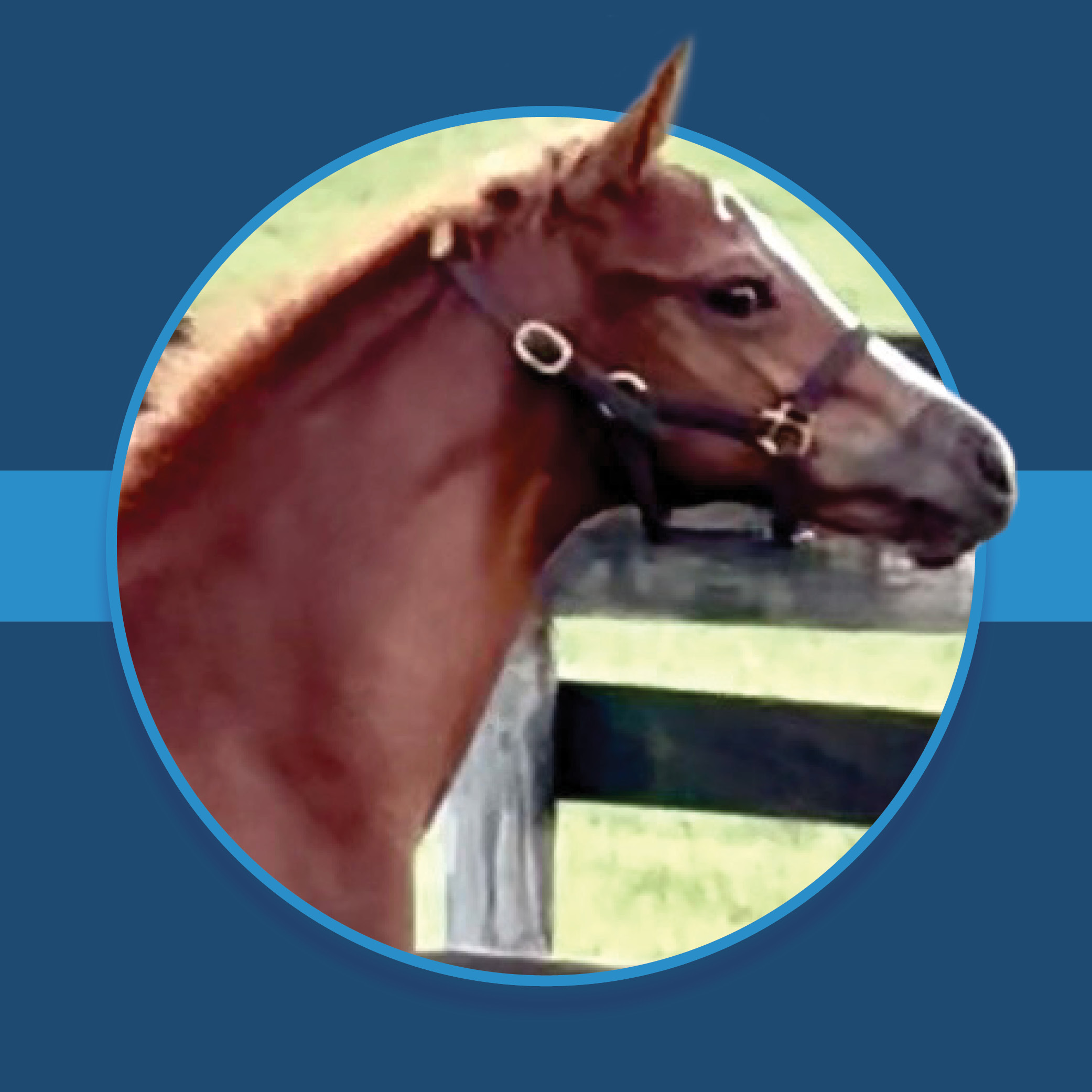 A dark blue square graphic that features the headshot of a Florida-bred Thoroughbred foal based on a circular frame outlined by light blue. The foal’s ears and muzzle overlap the right side of the circular frame, creating a 3d effect that is emphasized by shadowing underneath the circular frame. A light blue bar runs behind it in the middle of the square. (Photo by Liz Wilson)