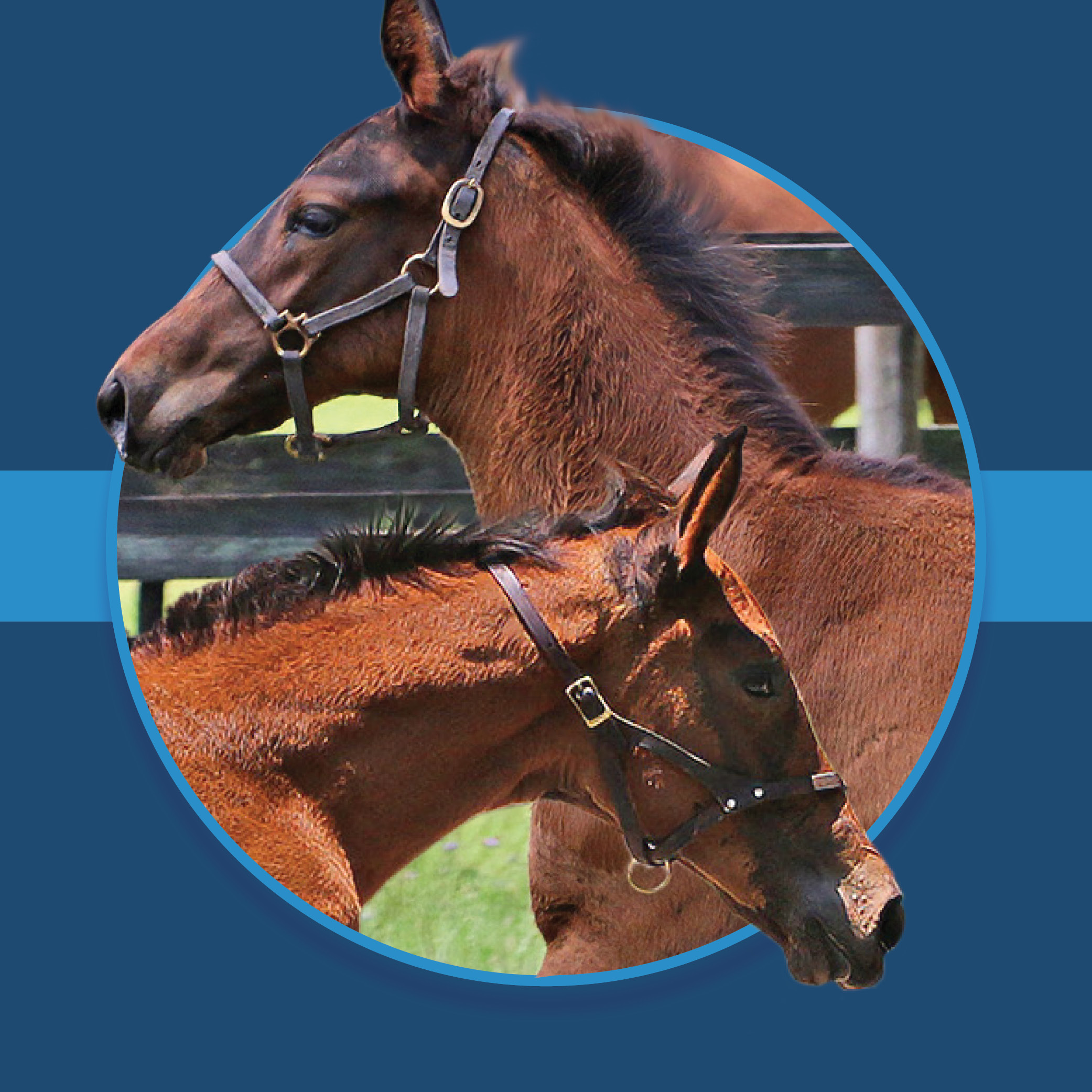 A dark blue square graphic that features the headshots of two Florida-bred Thoroughbred foals based on a circular frame outlined by light blue. The foals’ ears and muzzle overlap the circular frame as they stretch forward in a gallop going in opposite directions, creating a 3d effect that is emphasized by shadowing underneath the circular frame. A light blue bar runs behind it in the middle of the square. (Photo: ©Tandra Downs)
