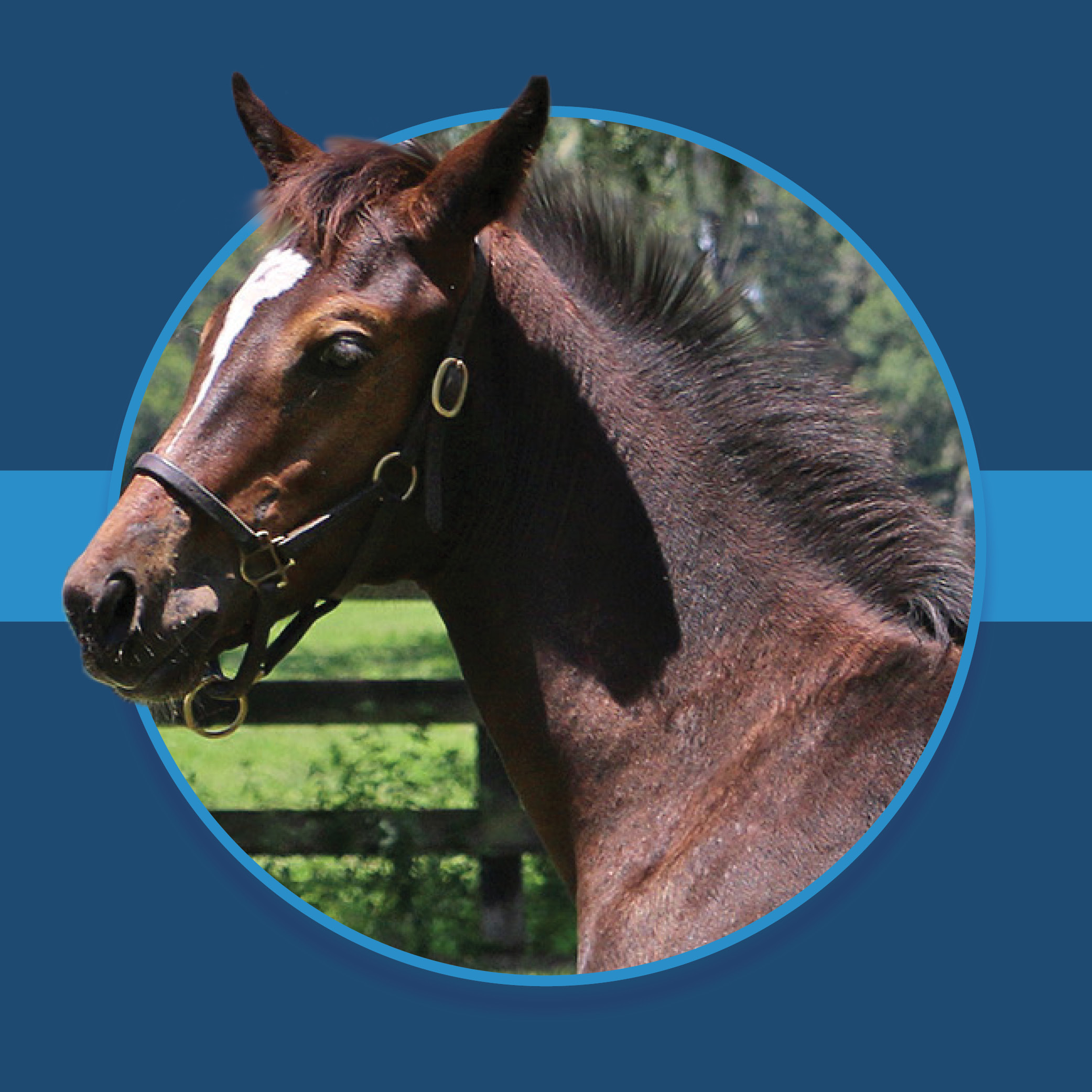 A dark blue square graphic that features the headshots of a Florida-bred Thoroughbred foal based on a circular frame outlined by light blue. The foal’s ears and muzzle overlap the left side of the circular frame, creating a 3d effect that is emphasized by shadowing underneath the circular frame. A light blue bar runs behind it in the middle of the square. (Photo: ©Tandra Downs)