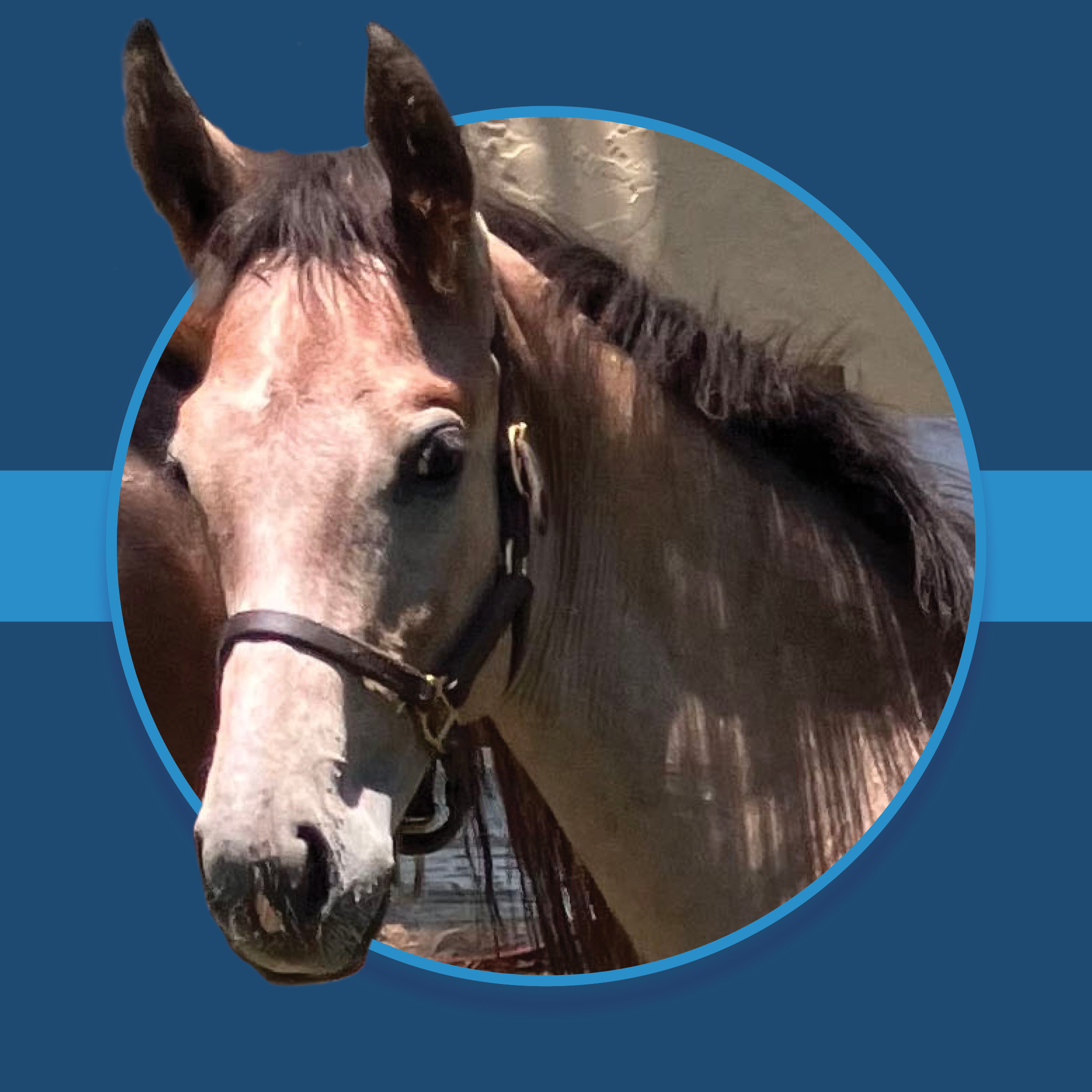 A dark blue square graphic that features the headshots of a Florida-bred Thoroughbred foal based on a circular frame outlined by light blue. The foal’s ears and muzzle overlap the left side of the circular frame, creating a 3d effect that is emphasized by shadowing underneath the circular frame. A light blue bar runs behind it in the middle of the square. (Photo: Christian ©Blonshine)