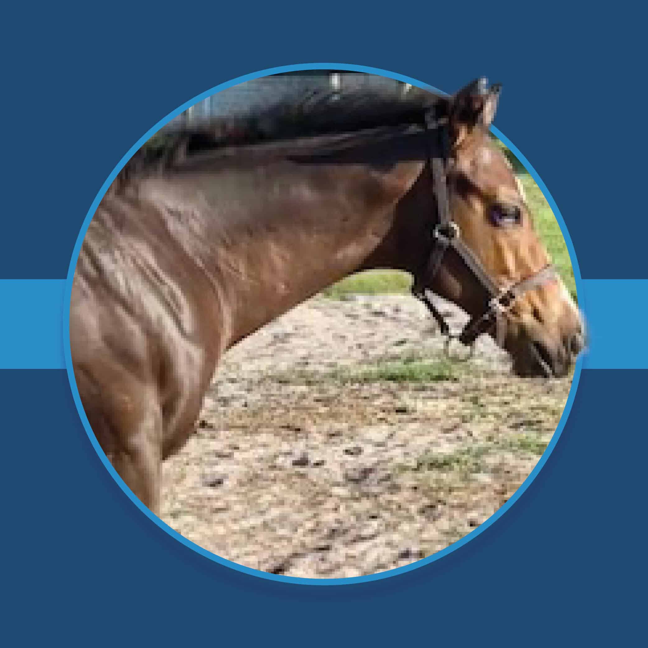 A dark blue square graphic that features the headshots of a Florida-bred Thoroughbred foal based on a circular frame outlined by light blue. The foal’s ears and muzzle overlap the left side of the circular frame, creating a 3d effect that is emphasized by shadowing underneath the circular frame. A light blue bar runs behind it in the middle of the square. (Photo: ©Jennifer A. Johnson)