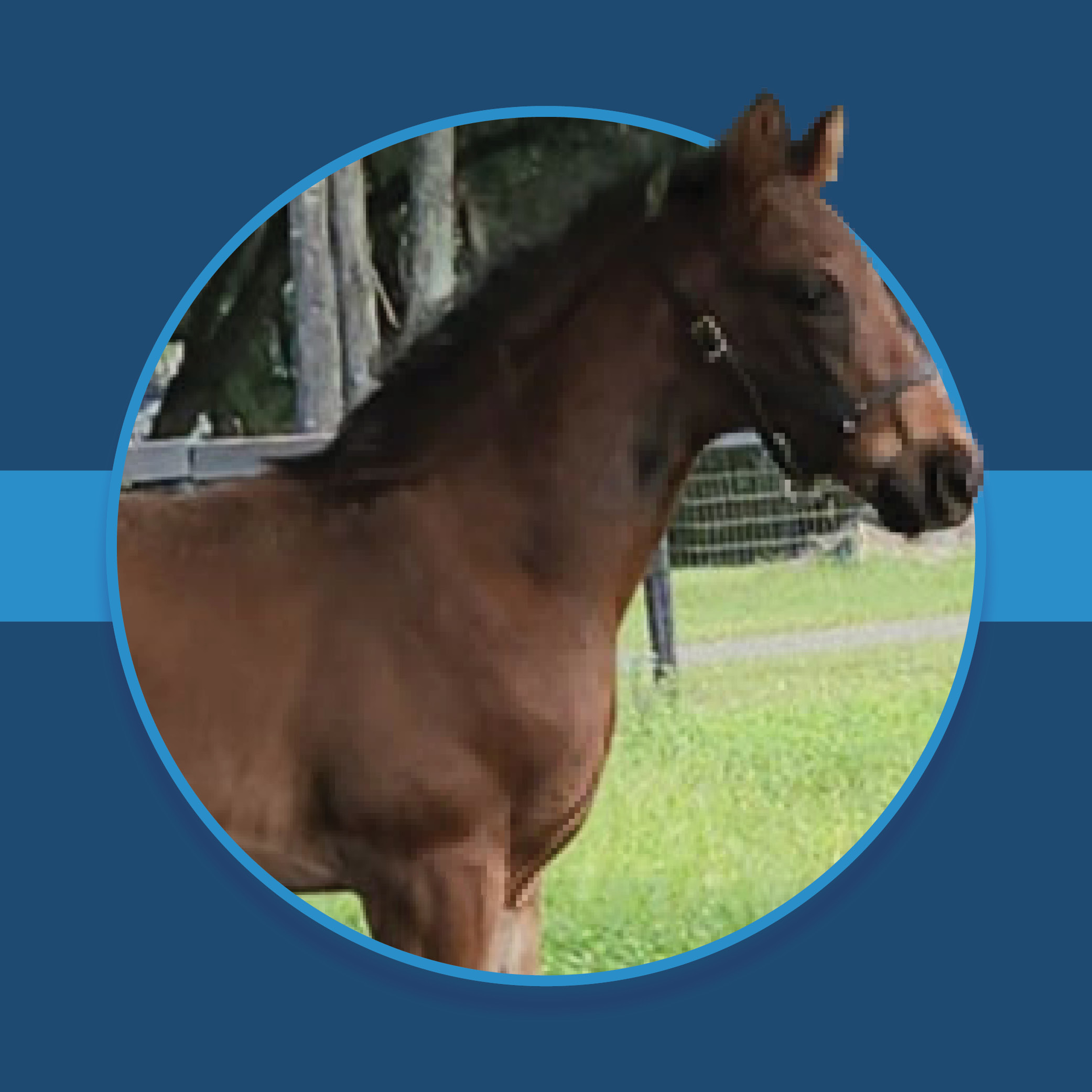 A dark blue square graphic that features the headshots of a Florida-bred Thoroughbred foal based on a circular frame outlined by light blue. The foal’s ears and muzzle overlap the right side of the circular frame, creating a 3d effect that is emphasized by shadowing underneath the circular frame. A light blue bar runs behind it in the middle of the square. (Photo: ©Gina Tellier)